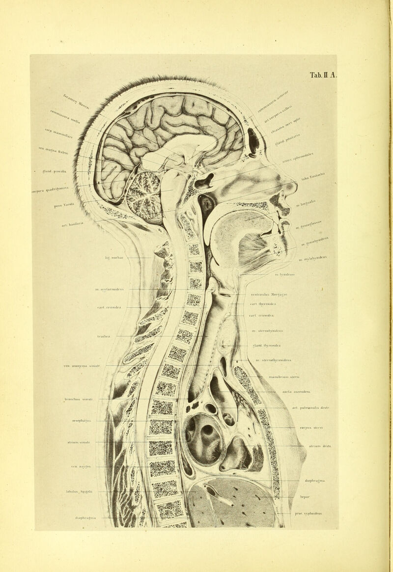 Tab. tt A gland, pincalis m,vlftv«'4cus oesophagus lobulns t Spigelii I. pulnunmlis drxtr corpus slerni diaphragma proc. xvphuideus diaphragma