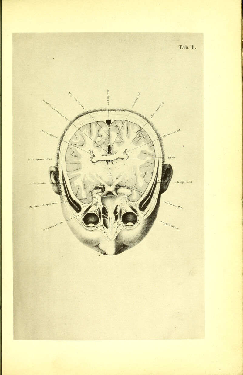 Tab. Ill £aUrii aponcurolu'rt m. temporalis m. temporal is au, ' J