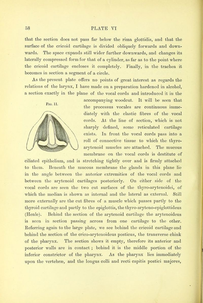 Fig. 11. that the section does not pass far below the rima glottidis, and that the surface of the cricoid cartilage is divided obliquely forwards and down- wards. The space expands still wider further downwards, and changes its laterally compressed form for that of a cylinder, as far as to the point where the cricoid cartilage encloses it completely. Finally, in the trachea it becomes in section a segment of a circle. As the present plate offers no points of great interest as regards the relations of the larynx, I have made on a preparation hardened in alcohol, a section exactly in the plane of the vocal cords and introduced it in the accompanying woodcut. It will be seen that the processus vocales are continuous imme- diately with the elastic fibres of the vocal cords. At the line of section, which is not sharply defined, some reticulated cartilage exists. In front the vocal cords pass into a roll of connective tissue to which the thyro- arytenoid muscles are attached. The mucous membrane on the vocal cords is destitute of ciliated epithelium, and is stretching tightly over and is firmly attached to them. Beneath the mucous membrane the glands in this plane lie in the angle between the anterior extremities of the vocal cords and between the arytenoid cartilages posteriorly. On either side of the vocal cords are seen the two cut surfaces of the thyro-arytenoidei, of which the median is shown as internal and the lateral as external. Still more externally are the cut fibres of a muscle Avhich passes partly to the thyroid cartilage and partly to the epiglottis, the thyro-aryteno-epiglottideus (Henle). Behind the section of the arytenoid cartilage the arytenoideus is seen in section passing across from one cartilage to the other. Referring again to the large plate, we see behind the cricoid cartilage and behind the section of the crico-arytenoideus posticus, the transverse chink of the pharynx. The section shows it empty, therefore its anterior and posterior walls are in contact ; behind it is the middle portion of the inferior constrictor of the pharynx. As the pharynx lies immediately upon the vertebrm, and the longus colli and recti capitis postici majores,