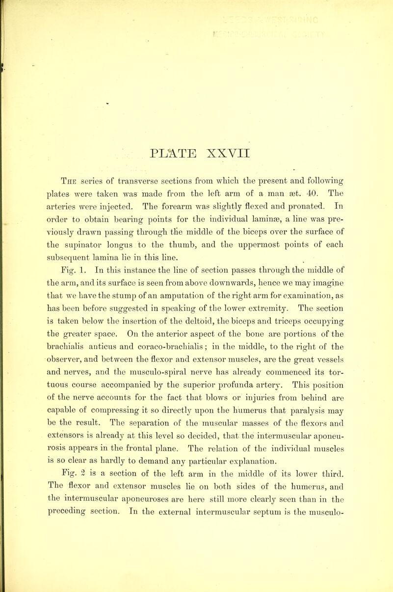 The series of transverse sections from which the present and following plates were taken was made from the left arm of a man set. 40. The arteries were injected. The forearm was slightly flexed and pronated. In order to obtain bearing points for the individual laminae, a line was pre- viously drawn passing through the middle of the biceps over the surface of the supinator longus to the thumb, and the uppermost points of each subsequent lamina lie in this line. Fig. 1. In this instance the line of section passes through the middle of the arm, and its surface is seen from above downwards, hence we may imagine that we have the stump of an amputation of the right arm for examination, as has been before suggested in speaking of the lower extremity. The section is taken below the insertion of the deltoid, the biceps and triceps occupying the greater space. On the anterior aspect of the bone are portions of the brachialis anticus and coraco-brachialis; in the middle, to the right of the observer, and between the flexor and extensor muscles, are the great vessels and nerves, and the musculo-spiral nerve has already commenced its tor- tuous course accompanied by the superior profunda artery. This position of the nerve accounts for the fact that blows or injuries from behind are capable of compressing it so directly upon the humerus that paralysis may be the result. The separation of the muscular masses of the flexors and extensors is already at this level so decided, that the intermuscular aponeu- rosis appears in the frontal plane. The relation of the individual muscles is so clear as hardly to demand any particular explanation. Fig. 2 is a section of the left arm in the middle of its lower third. The flexor and extensor muscles lie on both sides of the humerus, and the intermuscular aponeuroses are here still more clearly seen than in the preceding section. In the external intermuscular septum is the musculo-