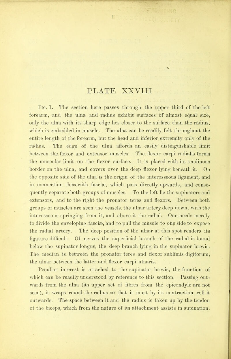 Fig. 1. The section here passes through the upper third of the left forearm, and the ulna and radius exhibit surfaces of almost equal size, only the ulna with its sharp edge lies closer to the surface than the radius, which is embedded in muscle. The ulna can be readily felt throughout the entire length of the forearm, but the head and inferior extremity only of the radius. The edge of the ulna affords an easily distinguishable limit between the flexor and extensor muscles. The flexor carpi radialis forms the muscular limit on the flexor surface. It is placed with its tendinous border on the ulna, and covers over the deep flexor lying beneath it. On the opposite side of the ulna is the origin of the interosseous ligament, and in connection therewith fascias, which pass directly upwards, and conse- quently separate both groups of muscles. To the left lie the supinators and extensors, and to the right the pronator teres and flexors. Between both groups of muscles are seen the vessels, the ulnar artery deep down, with the interosseous springing from it, and above it the radial. One needs merely to divide the enveloping fasciae, and to pull the muscle to one side to expose the radial artery. The deep position of the ulnar at this spot renders its ligature difficult. Of nerves the superficial branch of the radial is found below the supinator longus, the deep branch lying in the supinator brevis. The median is between the pronator teres and flexor sublimis digitorum, the ulnar between the latter and flexor carpi ulnaris. Peculiar interest is attached to the supinator brevis, the function of which can be readily understood by reference to this section. Passing out- wards from the ulna (its upper set of fibres from the epicondyle are not seen), it wraps round the radius so that it must by its contraction roll it outwards. The space between it and the radius is taken up by the tendon of the biceps, which from the nature of its attachment assists in supination.