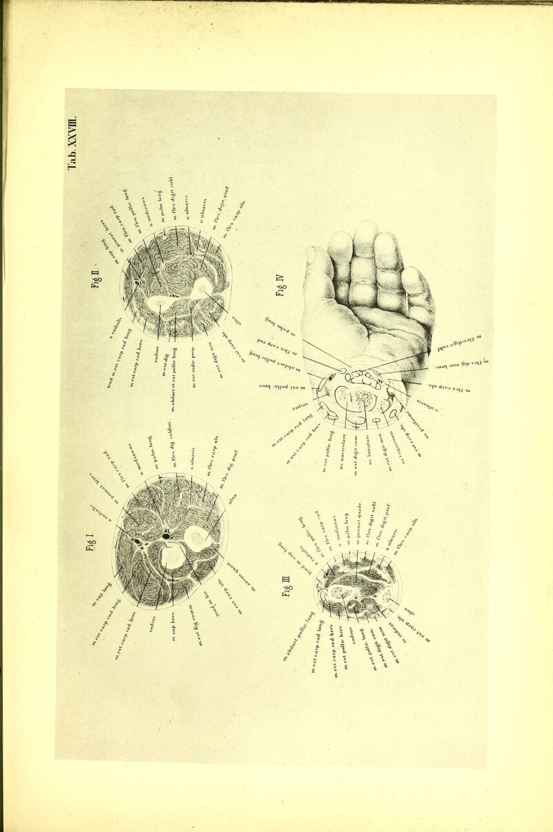 Tab.XXVm. i 3 5 '-I . AOJ1 M„<„| ■ * 4 % i I ji 1 / / ,mu >P '-H ■’ *-'U u. i