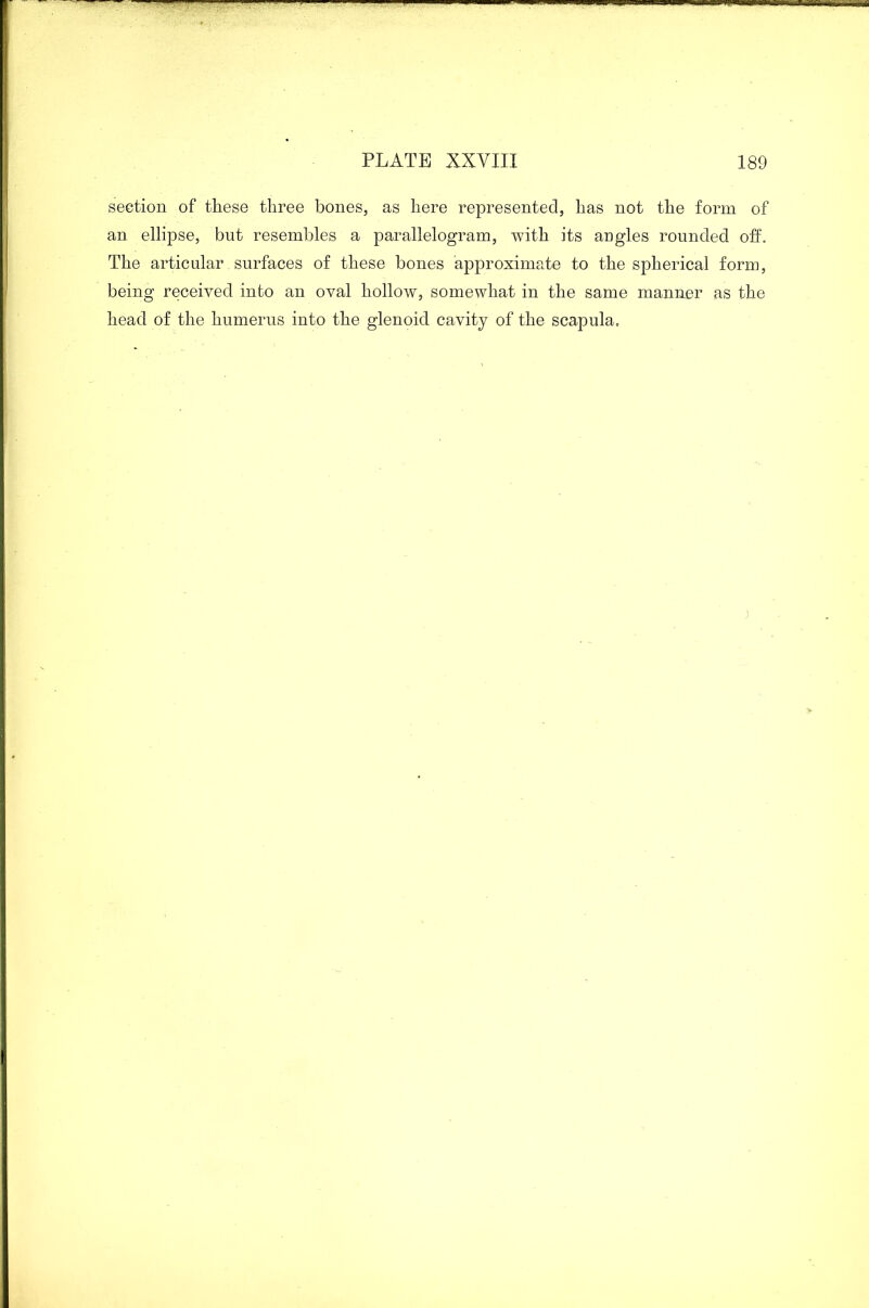 section of these three bones, as here represented, has not the form of an ellipse, but resembles a parallelogram, with its angles rounded off. The articular surfaces of these bones approximate to the spherical form, being received into an oval hollow, somewhat in the same manner as the head of the humerus into the glenoid cavity of the scapula.