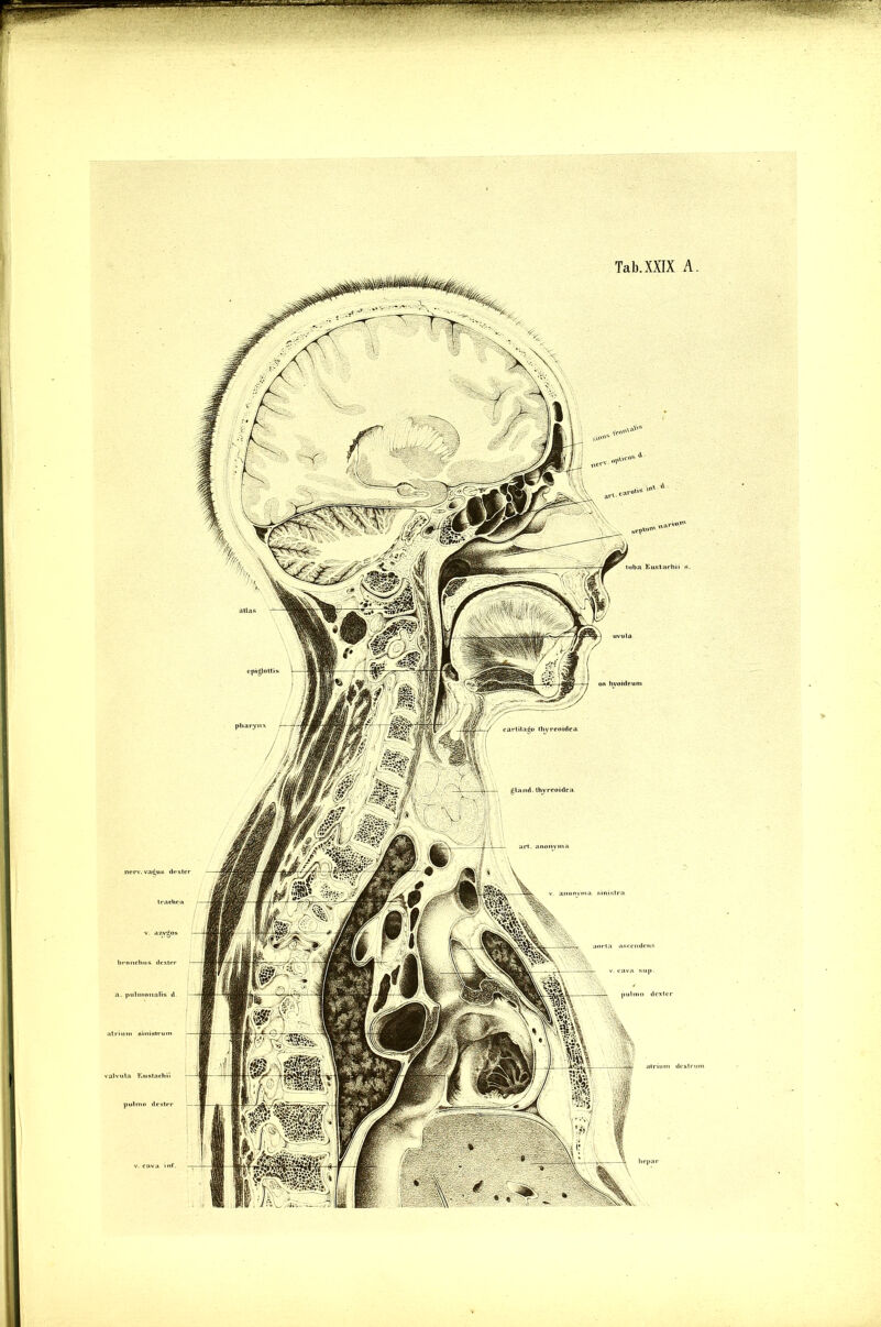 Tab.XXIX A. cava sup. pulnto dexter nerv. vat'uR dexter a. puliuonalis d piilino dexter pharynx