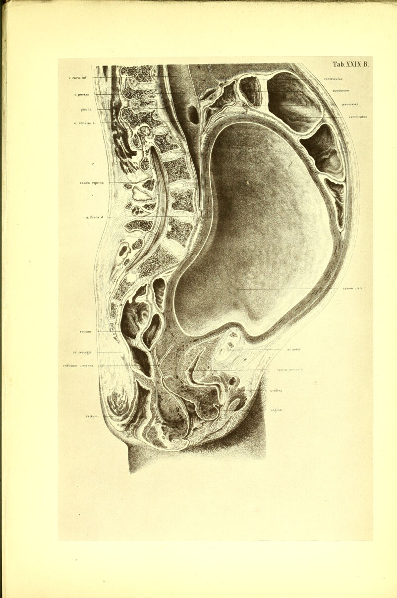 1 ■ - • IN Tab. XXIX B. os pubis os coccygis orificium uteri ext.. v. cava inf. v. portae pleura v. renalis s. cauda equina