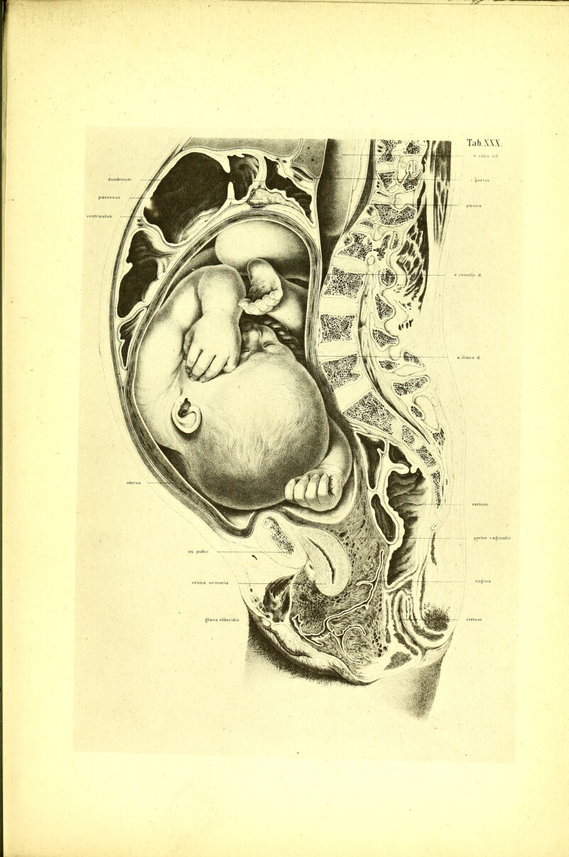 Tab. XXX. pirura portio vaginalis glans cliloridis