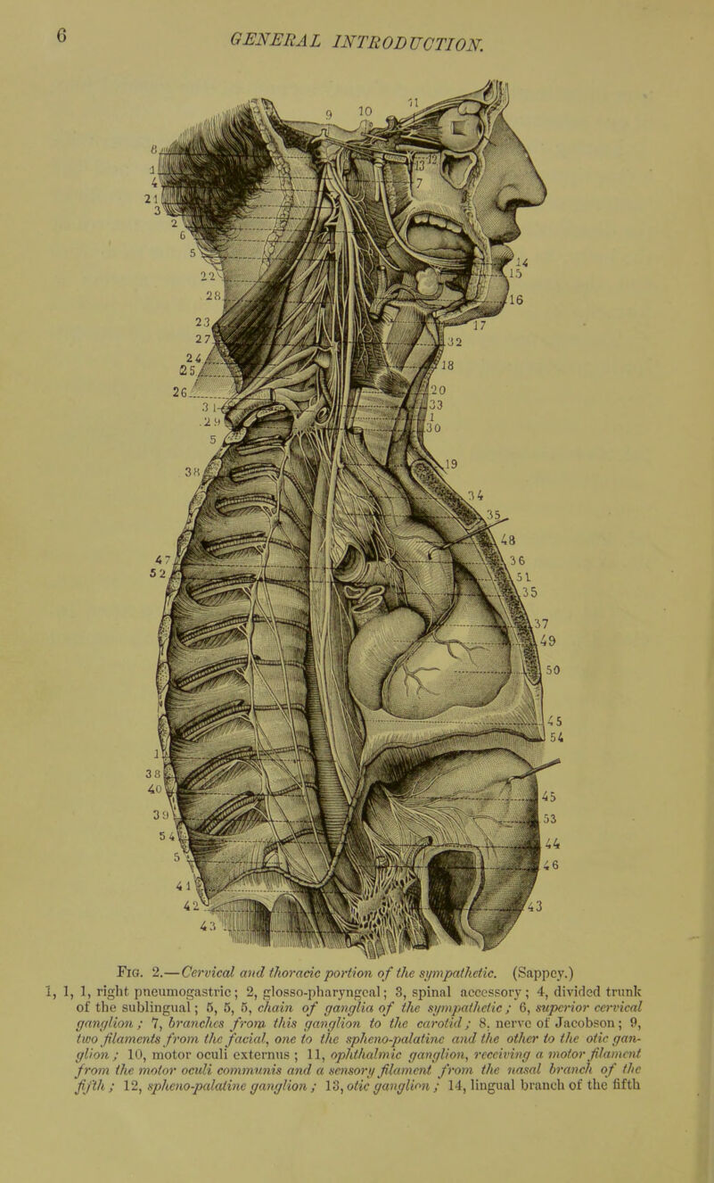 Fig. 2.—Cervical and thoracic portion of the sympathetic. (Sappcy.) i, 1, 1, right pneumogastric; 2, glosso-pharyngcal; 3, spinal accessory; 4, divided trunk of the sublingual; 5, 5, 5, chain of ganglia of the sympathetic; 6, superior cervical ganglion; branches from this ganglion to the carotid; 8. nerve of Jacobson; 9, two filaments from the facial, one to the spheno-palatinc and the other to the otic gan- glion ; 10, motor oculi externus ; 11, ophthalmic ganglion, receiving a motor filament from the motor oculi communis and a sensory filament from the nasal branch of the fifth ; 12, spheno-palati7ie ganglion; 13, otic ganglion; 14, lingual branch of the fifth