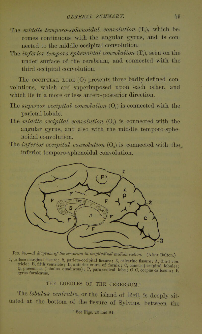 The middle temporo-splienoidal conmlution (T,), wliich be- comes continuous with the angular gyrus, and is con- nected to the middle occipital convolution. The inferior temporo-sphenoidal convolution (T3), seen on the under surface of the cerebrum, and connected with the third occipital convolution. The OCCIPITAL LOBE (O) presents three badly defined con- volutions, wdiich are superimposed upon each other, and which lie in a more or less antero-posterior direction. The superior occipital conmlution (0,) is connected with the parietal lobule. The middle occipital conmlution (Oj) is connected with the angular gyrus, and also with the middle temporo-sphe- noidal convolution. The inferior occipital convolution (O3) is connected with the inferior temporo-sphenoidal convolution. Fig. 1\—A diacjram of the co-thrum in longitudinal median seetion. (After Dalton.) 1, calloso-marginal fissure; 2, parieto-occipital fissure ; 3, calcarine fissure - A third vcn- ti-icle ; B, fifth ventricle ; D, anterior crura of fornix ; C, cuneus (occipital lobule) • Q, prfocuneus (lobulus quadratus); P, para-central lobe; C C, corpus callosum • F gyrus fornicatus. ' ' THE LOBULES OF THE CEREBRUM.^ The lohulus centralis, or the island of Reil, is deeply sit- uated at the bottom of the fissure of Sylvius, between the ' See Figs. 23 and 24.