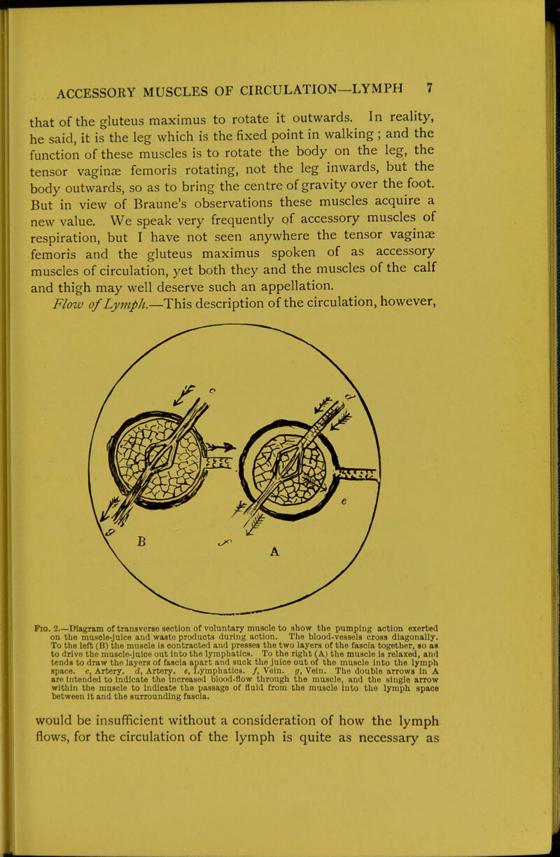 that of the gluteus maximus to rotate it outwards. In reality, he said, it is the leg which is the fixed point in walking ; and the function of these muscles is to rotate the body on the leg, the tensor vagince femoris rotating, not the leg inwards, but the body outwards, so as to bring the centre of gravity over the foot. But in view of Braune's observations these muscles acquire a new value. We speak very frequently of accessory muscles of respiration, but I have not seen anywhere the tensor vaginae femoris and the gluteus maximus spoken of as accessory muscles of circulation, yet both they and the muscles of the calf and thigh may well deserve such an appellation. Flow of Lymph.—This description of the circulation, however. Fio. 2.—Diagram of transverse section of voluntary muscle to show the pumping action exerted on the muscle-juice and waste products during action. The blood-vessels cross diagonally. To the left (B) the muscle is contracted and presses the two layers of the fascia together, so as to drive the muscle-juice out into the lymphatics. To the right (A) the muscle is relaxed, and tends to draw the layers of fascia apart and suck the juice out of the muscle into the lymph space, c. Artery, d, Artery. «, Lymphatics. /, Vein, g, Vein. Tlie double arrows in A are intended to indicate the increased blood-flow through the muscle, and the single arrow within the muscle to indicate the passage of fluid from the muscle into tlie lymph space between It and the surrounding fascia. would be insufficient without a consideration of how the lymph flows, for the circulation of the lymph is quite as necessary as