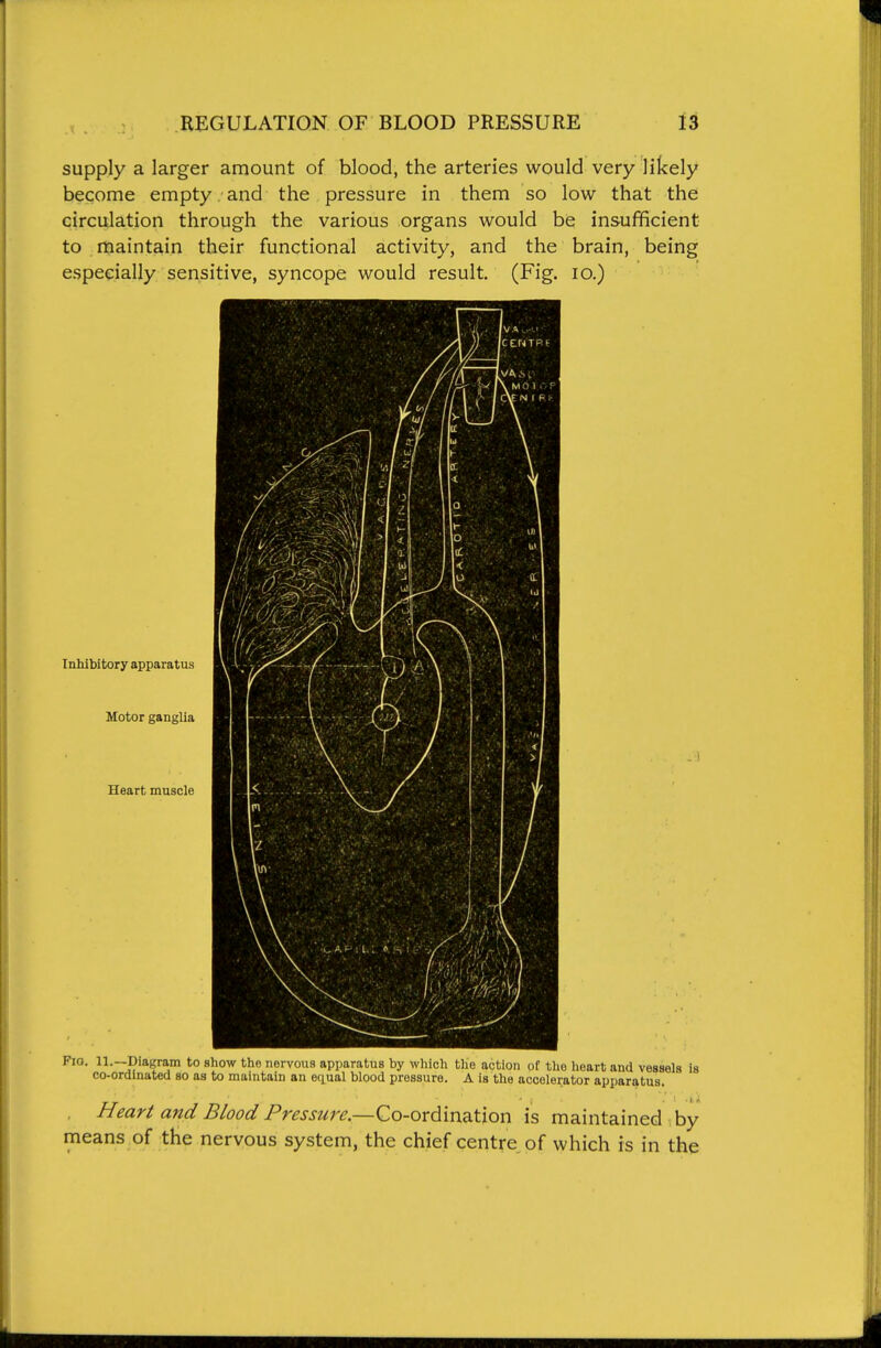 supply a larger amount of blood, the arteries would very likely become empty. and the pressure in them so low that the circulation through the various organs would be insufficient to maintain their functional activity, and the brain, being especially sensitive, syncope would result (Fig. lo.) Inhibitory apparatus Motor ganglia Heart muscle Fio. 11.—Diagram to show the nervous apparatus by which the action pf the heart and vessels is co-ordinated so as to mamtain an equal blood pressure. A is the accelerator apparatus. Heart and Blood Pressure.—Qo-oxd\vaJt\QVi \s maintained by means of the nervous system, the chief centre of which is in the