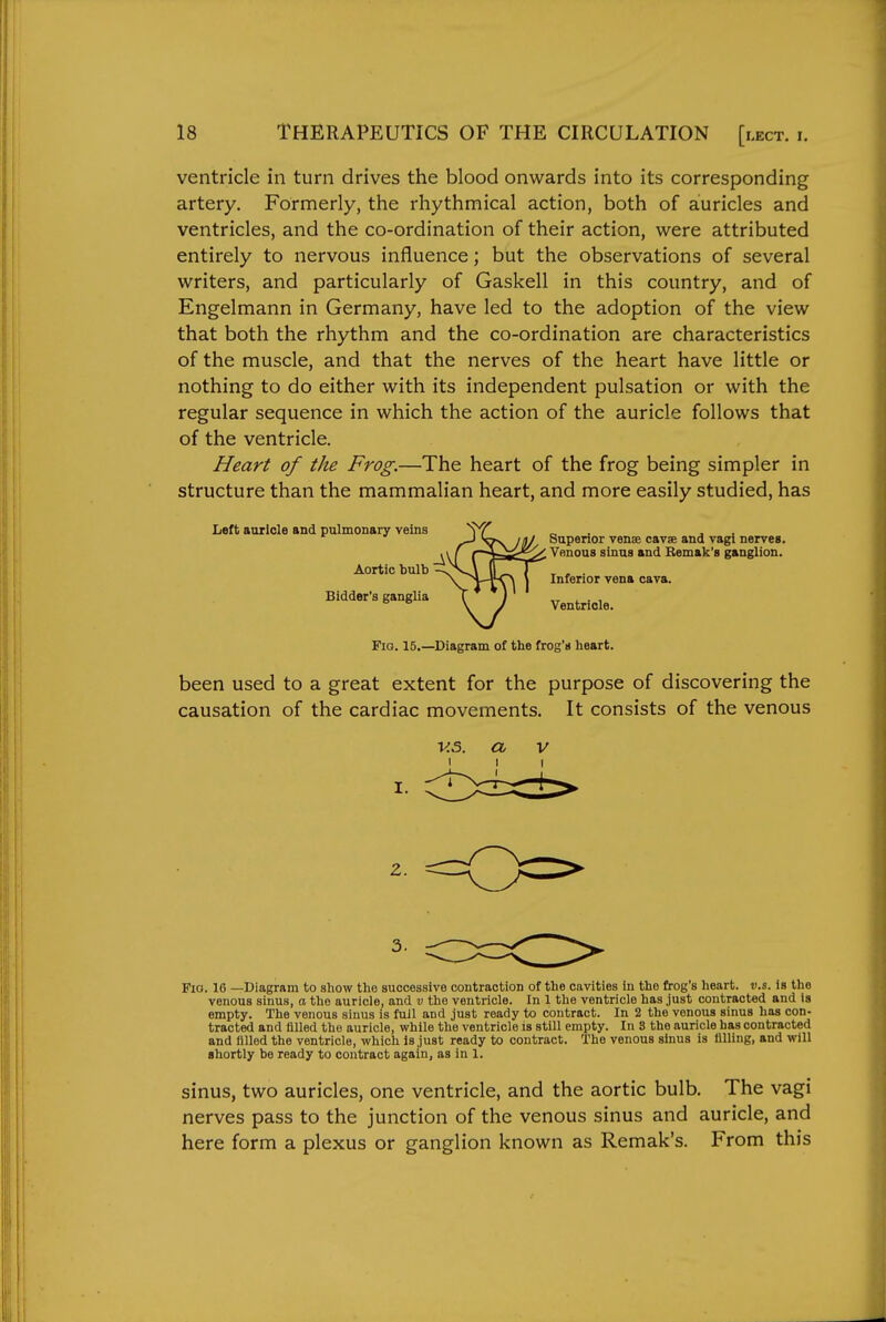 ventricle in turn drives the blood onwards into its corresponding artery. Formerly, the rhythmical action, both of auricles and ventricles, and the co-ordination of their action, were attributed entirely to nervous influence; but the observations of several writers, and particularly of Gaskell in this country, and of Engelmann in Germany, have led to the adoption of the view that both the rhythm and the co-ordination are characteristics of the muscle, and that the nerves of the heart have little or nothing to do either with its independent pulsation or with the regular sequence in which the action of the auricle follows that of the ventricle. Heart of the Frog.—The heart of the frog being simpler in structure than the mammalian heart, and more easily studied, has Left auricle and pulmonary veins Aortic bulb Bidder's ganglia Superior venae cavae and vagi nerves. Venous sinus and Bemak's ganglion. Inferior vena cava. Ventricle. Fig. 15.—Diagram of the frog's heart. been used to a great extent for the purpose of discovering the causation of the cardiac movements. It consists of the venous 2. 3. Pio. 16 —Diagram to show the successive contraction of the cavities in the frog's heart. «.s. is the venous sinus, a. the auricle, and v the ventricle. In 1 the ventricle has just contracted and ts empty. The venous sinus is full and just ready to contract. In 2 the venous sinus has con- tracted and filled the auricle, while the ventricle is still empty. In 8 the auricle has contracted and filled the ventricle, which is just ready to contract. The venous sinus is filling, and will shortly be ready to contract again, as in 1. sinus, two auricles, one ventricle, and the aortic bulb. The vagi nerves pass to the junction of the venous sinus and auricle, and here form a plexus or ganglion known as Remak's. From this