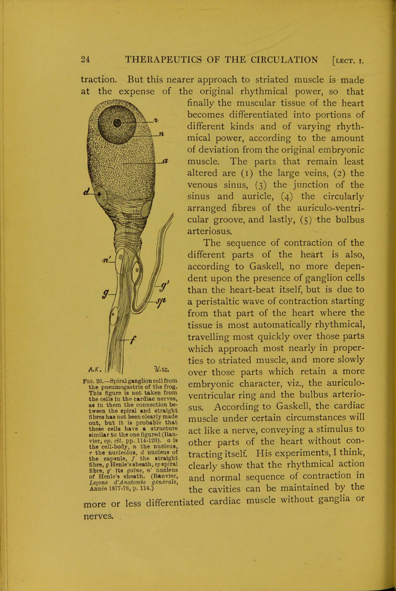 traction, at the But this nearer approach to striated muscle is made expense of the original rhythmical power, so that finally the muscular tissue of the heart becomes differentiated into portions of different kinds and of varying rhyth- mical power, according to the amount of deviation from the original embryonic muscle. The parts that remain least altered are (i) the large veins, (2) the venous sinus, (3) the junction of the sinus and auricle, (4) the circularly arranged fibres of the auriculo-ventri- cular groove, and lastly, (5) the bulbus arteriosus. The sequence of contraction of the different parts of the heart is also, according to Gaskell, no more depen- dent upon the presence of ganglion cells than the heart-beat itself, but is due to a peristaltic wave of contraction starting from that part of the heart where the tissue is most automatically rhythmical, travelling most quickly over those parts which approach most nearly in proper- ties to striated muscle, and more slowly over those parts which retain a more embryonic character, viz., the auriculo- ventricular ring and the bulbus arterio- sus. According to Gaskell, the cardiac muscle under certain circumstances will act like a nerve, conveying a stimulus to other parts of the heart without con- tracting itself His experiments, I think, clearly show that the rhythmical action and normal sequence of contraction in the cavities can be maintained by the Fio. 26.—Spiral ganglion cell from the pneumogastrio of the frog. This figure is not taken from the cells in the cardiac nerves, as in them the connection be- tween the spiral and straight fibres has not been clearly made out, but it is probable that these cells have a structure similar to the one figured (Ran- vler, op. cit. pp. 114-120). a is the cell-body, n the nucleus, r the nucleolus, d nucleus of the capsule, / the straight fibre, pHenle's sheath, spspiral fibre, g' its gatne, n' nucleus of Henle's sheath. (Ranvier, Legons d'Anatomie ginirale, Annde 1877-78, p. 114.) more or less differentiated cardiac muscle without ganglia or