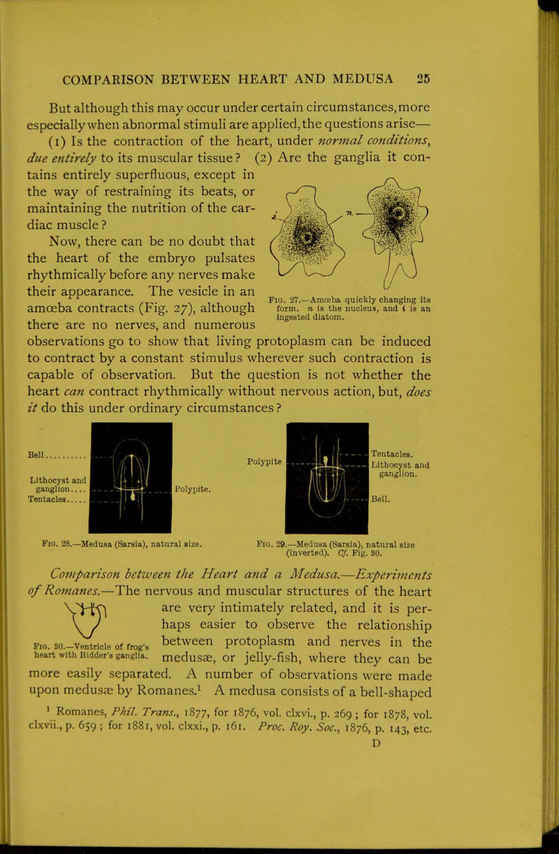 But although this may occur under certain circumstances,more especially when abnormal stimuli are applied, the questions arise— (i) Is the contraction of the heart, under normal conditions, due entirely to its muscular tissue ? (2) Are the ganglia it con- tains entirely superfluous, except in the way of restraining its beats, or maintaining the nutrition of the car- diac muscle ? Now, there can be no doubt that the heart of the embryo pulsates rhythmically before any nerves make their appearance. The vesicle in an amoeba contracts (Fig. 27), although there are no nerves, and numerous observations go to show that living protoplasm can be induced to contract by a constant stimulus wherever such contraction is capable of observation. But the question is not whether the heart can contract rhythmically without nervous action, but, does it do this under ordinary circumstances ? Fio. 27.—Amceba quickly changing its form, n is the nucleus, and t is an ingested diatom. Bell. Lithocyst and ganglion Tentacles Polypite Polypite. Fia. 28.—Medusa (Sarsia), natural size. Tentacles. Lithocyst and ganglion. Bell. Fig. 29.—Medusa (Sarsia), natural size (inverted). C/. Fig. 30. Comparison between the Heart and a Medusa.—Experiments of Romanes.—The nervous and muscular structures of the heart Fio. 30.—Ventricle of frog's heart with Bidder's ganglia. are very intimately related, and it is per- haps easier to observe the relationship between protoplasm and nerves in the medusae, or jelly-fish, where they can be more easily separated. A number of observations were made upon medusae by Romanes.^ A medusa consists of a bell-shaped ' Romanes, Phil. Trans., 1877, for 1876, vol. clxvi., p. 269; for 1878, vol. clxvii., p. 659 ; for 1881, vol. clxxi., p. 161. Proc. Roy. Soc, 1876, p. 143, etc. D
