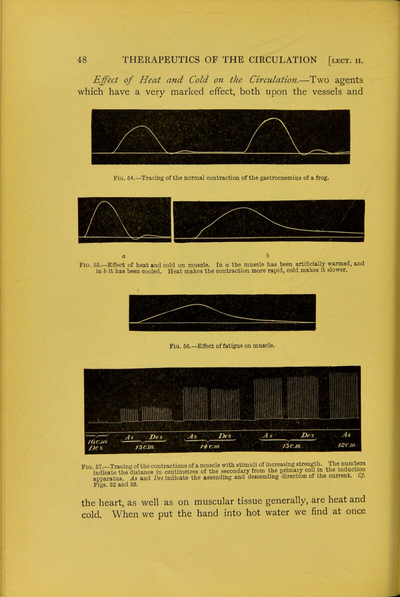 Effect of Heat and Cold on the Circulation.—Two agents which have a very marked effect, both upon the vessels and Fig. 54.—Tracing of the normal contraction of the gastrocnemius of a frog. Fig. 55.—Effect of heat and cold on muscle. In a the muscle has been artificially warmed, and in 6 it has been cooled. Heat makes the contraction more rapid, cold makes it slower. Fio. 56.—Effect of fatigue on muscle. Fig 57.—Tracing of the contractions of a muscle with stimuli of increasing strength. The numbers indicate the distance in centimetres of the secondary from the prmmiy coil m the induction apparatus. Ai and Dn indicate the ascending and descending direction of the current. 0/. Figs. S2 and 83. the heart, as well as on muscular tissue generally, are heat and cold. When we put the hand into hot water we find at once