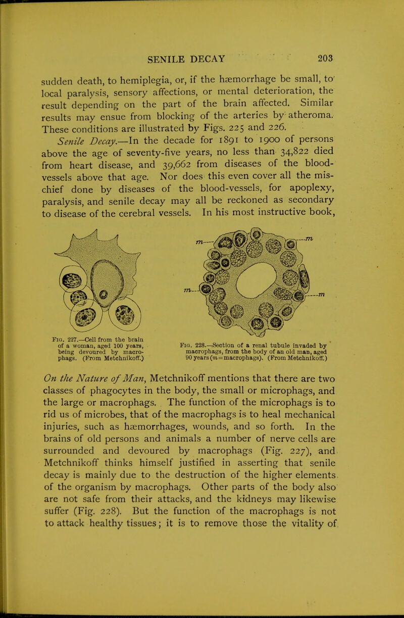 sudden death, to hemiplegia, or, if the hcemorrhage be small, to' local paralysis, sensory affections, or mental deterioration, the result depending on the part of the brain affected. Similar results may ensue from blocking of the arteries by atheroma. These conditions are illustrated by Figs. 225 and 226. Senile Decay.—In the decade for 1891 to 1900 of persons above the age of seventy-five years, no less than 34,822 died from heart disease, and 39,662 from diseases of the blood- vessels above that age. Nor does this even cover all the mis- chief done by diseases of the blood-vessels, for apoplexy, paralysis, and senile decay may all be reckoned as secondary to disease of the cerebral vessels. In his most instructive book, of a woman, aged 100 years, Fio. 228.—Section of a renal tubule invaded by being devoured by macro- macrophags, from the body of an old man, aged phags. (From Metchnikoff.) 90 years (m=macrophags). (FromMetchnikoft'.) On tJie Nature of Man, Metchnikoff mentions that there are two classes of phagocytes in the body, the small or microphags, and the large or macrophags. The function of the microphags is to rid us of microbes, that of the macrophags is to heal mechanical injuries, such as haemorrhages, wounds, and so forth. In the brains of old persons and animals a number of nerve cells are surrounded and devoured by macrophags (Fig. 227), and Metchnikoff thinks himself justified in asserting that senile decay is mainly due to the destruction of the higher elements, of the organism by macrophags. Other parts of the body also are not safe from their attacks, and the kidneys may likewise suffer (Fig. 228). But the function of the macrophags is not to attack healthy tissues; it is to remove those the vitality of