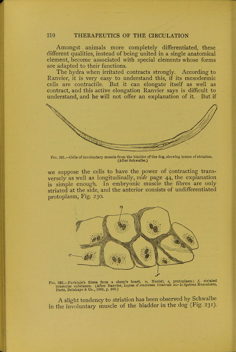 Amongst animals more completely differentiated, these different qualities, instead of being united in a single anatomical element, become associated with special elements whose forms are adapted to their functions. The hydra when irritated contracts strongly. According to Ranvier, it is very easy to understand this, if its mesodermic cells are contractile. But it can elongate itself as well as contract, and this active elongation Ranvier says is difficult to understand, and he will not offer an explanation of it. But if Fig. 231,—Cells of involuntary muscle from the bladder of the dog, showing traces of striation. (After Schwalbe.) we suppose the cells to have the power of contracting trans- versely as well as longitudinally, vide page 44, the explanation is simple enough. In embryonic muscle the fibres are only striated at the side, and the anterior consists of undifferentiated protoplasm, Fig. 230. Fio. 232 —Purkinie's fibres from a sheep's heart, n, Nuclei; c, protoplasm; /, striated muscular substance. (After Ranvier, LcfOTis d'AnoLlomie, G4nirale sur le SysUme Muscvlaire, Paris, Delahayo & Co., 1880, p. 300.) A slight tendency to striation has been observed by Schwalbe in the involuntary muscle of the bladder in the dog (Fig. 231).