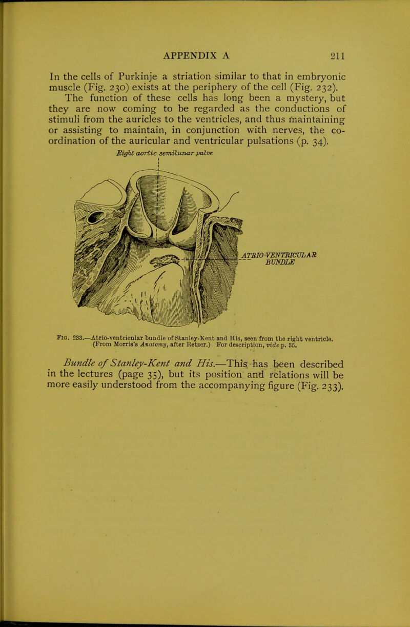 In the cells of Purkinje a striation similar to that in embryonic muscle (Fig. 230) exists at the periphery of the cell (Fig. 232). The function of these cells has long been a mystery, but they are now coming to be regarded as the conductions of stimuli from the auricles to the ventricles, and thus maintaining or assisting to maintain, in conjunction with nerves, the co- ordination of the auricular and ventricular pulsations (p. 34). Right aortic semilunar fxUve ATBIO-VENTBICULAR BUNDLE Fio. 233.—Atrio-ventricnlar bundle of Stanley-Kent and His, seen from the right ventricle. (From Morris's Anatomy, after Retzer.) For description, vide p. 35. Bundle of Stanley-Kent and His.—TWs; has been described in the lectures (page 35), but its position and relations will be more easily understood from the accompanying figure (Fig. 233).