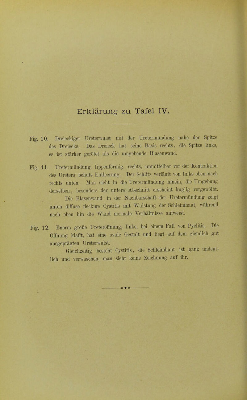 Fig. 10. Dreieckiger Ureterwulst mit der TJretermündung nahe der Spitze des Dreiecks. Das Dreieck hat seine Basis rechts, die Spitze links, es ist stärker gerötet als die umgebende Blasenwand. Fig. 11. Uretermündung, lippenförmig, rechts, unmittelbar vor der Kontraktion des Ureters behufs Entleerung. Der Schlitz verläuft von links oben nach rechts unten. Man sieht in die Uretermündung hinein, die Umgebung derselben, besonders der untere Abschnitt erscheint kuglig vorgewölbt. Die Blasenwand in der Nachbarschaft der Uretermündung zeigt unten diffuse fleckige Cystitis mit Wulstung der Schleimhaut, während nach oben hin die Wand normale Verhältnisse aufweist. Fig. 12. Enorm große UreteröfEnung, links, bei einem Fall von Pyelitis. Die Öffnung klafft, hat eine ovale Gestalt und liegt auf dem ziemlich gut ausgeprägten Ureterwulst. Gleichzeitig besteht Cystitis, die Schleimhaut ist ganz undeut- lich und verwaschen, man sieht keine Zeichnung auf ihr.