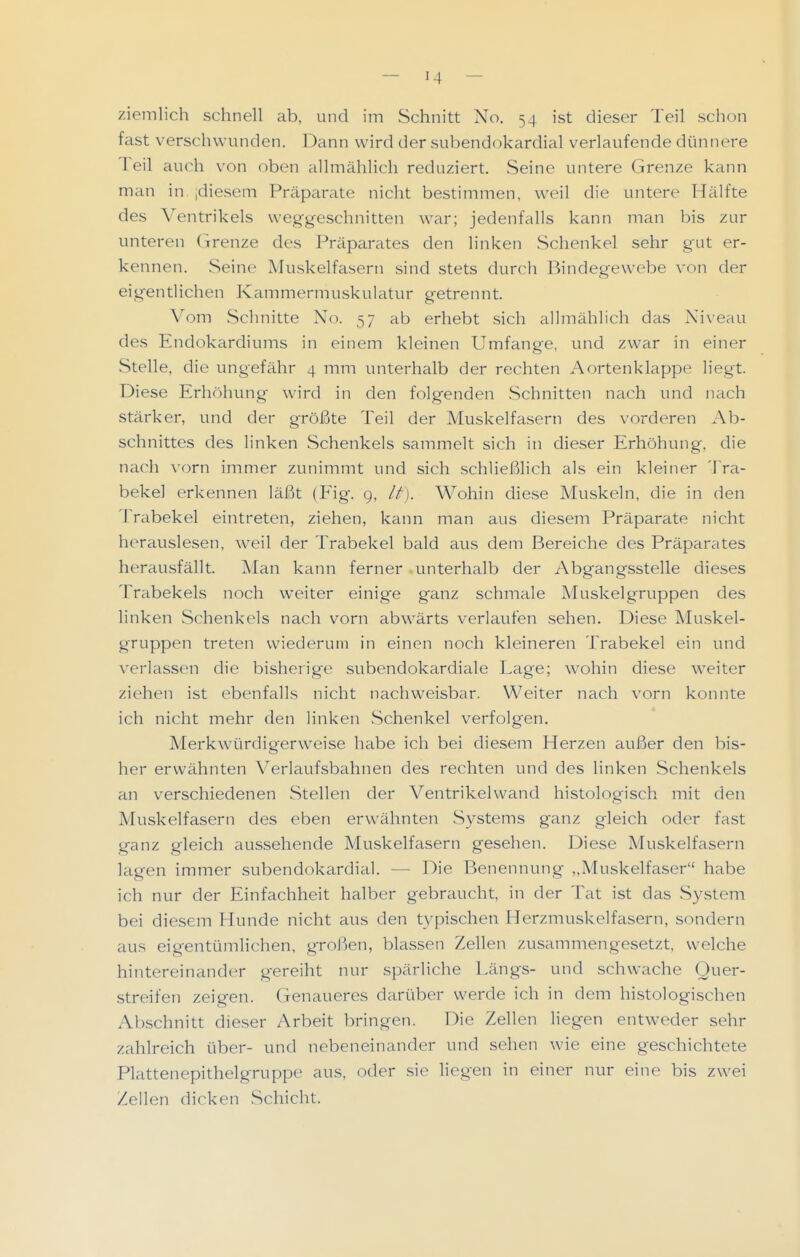 ziemlich schnell ab, und im Schnitt No. 54 ist dieser Teil schon fast verschwunden. Dann wird der subendokardial verlaufende dünnere Teil auch von oben ^illmählich reduziert. Seine untere Grenze kann man in idiesem Präparate nicht bestimmen, weil die untere Hälfte des Ventrikels wegg-eschnitten war; jedenfalls kann man bis zur unteren Grenze des Präparates den linken Schenkel sehr gut er- kennen. .Seine Muskelfasern sind stets durch Bindegewebe von der eigentlichen Kammermuskulatur getrennt. Vom Schnitte No. 57 ab erhebt sich allmählich das Niveau des Endokardiums in einem kleinen Umfange, und zwar in einer Stelle, die ungefähr 4 mm unterhalb der rechten Aortenklappe liegt. Diese Erhöhung wird in den folgenden Schnitten nach und nach stärker, und der größte Teil der Muskelfasern des vorderen Ab- schnittes des linken Schenkels sammelt sich in dieser Erhöhung, die nach vorn immer zunimmt und sich schließlich als ein kleiner Tra- bekel erkennen läßt (Fig. g, If). Wohin diese Muskeln, die in den Trabekel eintreten, ziehen, kann man aus diesem Präparate nicht herauslesen, weil der Trabekel bald aus dem Bereiche des Präparates herausfällt. Man kann ferner unterhalb der Abgangsstelle dieses Trabekels noch weiter einige ganz schmale Muskelgruppen des linken Schenkels nach vorn abwärts verlaufen sehen. Diese Muskel- gruppen treten wiederum in einen noch kleineren Trabekel ein und verlassen die bisherige subendokardiale Lage; wohin diese weiter ziehen ist ebenfalls nicht nachweisbar. Weiter nach vorn konnte ich nicht mehr den linken Schenkel verfolgen. Merkwürdigerweise habe ich bei diesem Herzen außer den bis- her erwähnten Verlaufsbahnen des rechten und des linken Schenkels an verschiedenen Stellen der Ventrikelwand histologisch mit den Muskelfasern des eben erwähnten Systems ganz gleich oder fast ganz gleich aussehende Muskelfasern gesehen. Diese Muskelfasern lagen immer subendokardial. — Die Benennung „Muskelfaser habe ich nur der Einfachheit halber gebraucht, in der Tat ist das System bei diesem Hunde nicht aus den typischen Herzmuskelfasern, sondern aus eigentümlichen, großen, blassen Zellen zusammengesetzt, welche hintereinander gereiht nur spärliche Längs- und schwache Quer- streifen zeigen. Genaueres darüber werde ich in dem histologischen Abschnitt dieser Arbeit bringen. Die Zehen liegen entweder sehr zahlreich über- und nebeneinander und sehen wie eine geschichtete Plattenepithelgruppe aus, oder sie liegen in einer nur eine bis zwei Zellen dicken Schicht.