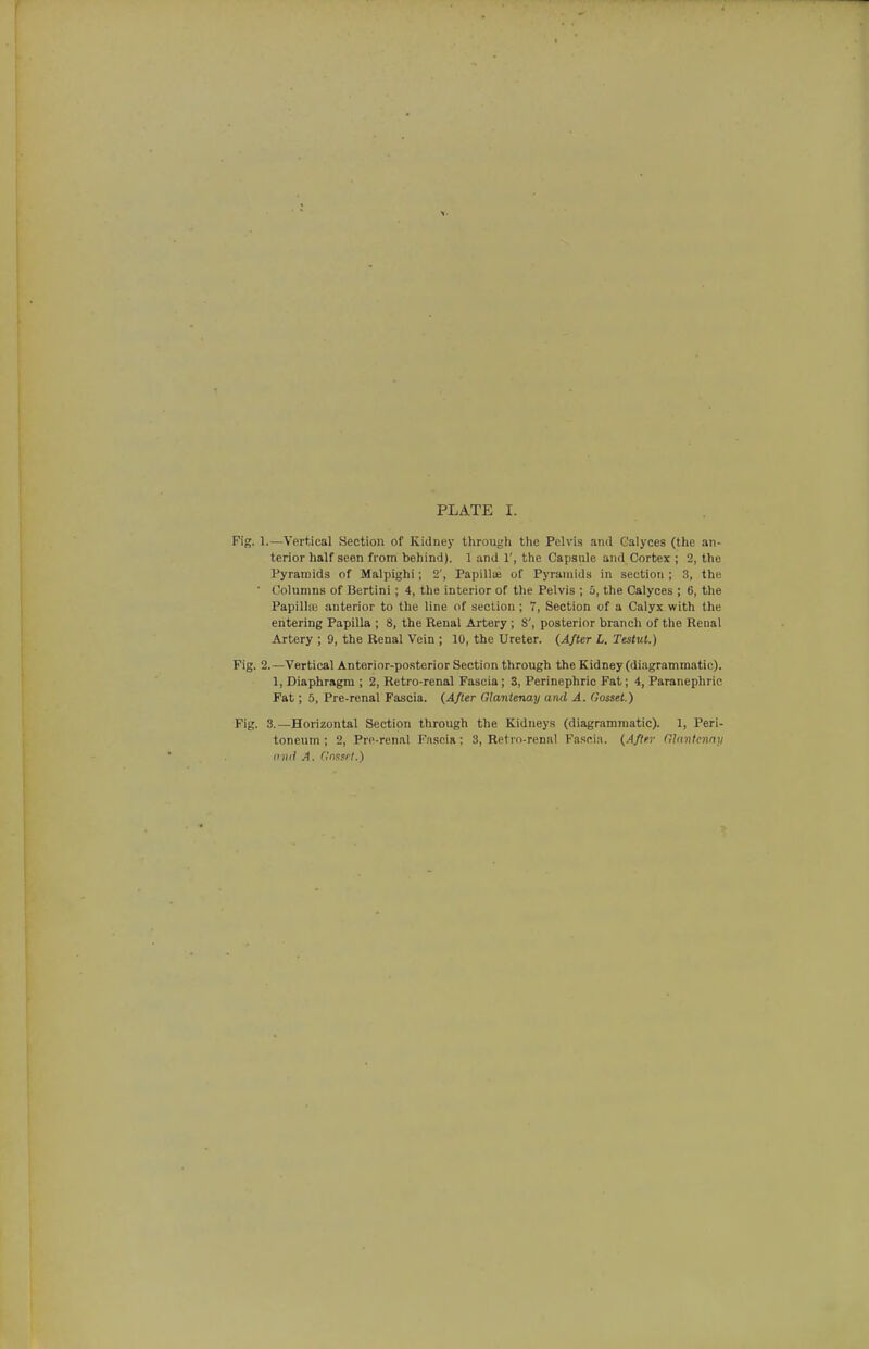 PLATE I. Fig. 1.—Vertical Section of Kidney through the Pelvis and Calyces (the an- terior half seen from behind). 1 and 1', the Capsule and Cortex ; 2, the Pyramids of Malpighi; 2', Papilla; of Pyramids in section ; 3, the  Columns of Bertini; 4, the interior of the Pelvis ; 5, the Calyces ; 6, the Papilhe anterior to the line of section ; 7, Section of a Calyx with the entering Papilla ; 8, the Renal Artery ; 8', posterior branch of the Renal Artery ; 9, the Renal Vein ; 10, the Ureter. {After L. Testut.) Fig. 2.—Vertical Anterior-posterior Section through the Kidney (diagrammatic). 1, Diaphragm ; 2, Retro-renal Fascia; 3, Perinephric Fat; 4, Paranephric Pat; 5, Pre-renal Fascia. (After Glantenay ami A. Gosset.) Pig. 3.—Horizontal Section through the Kidneys (diagrammatic). 1, Peri- toneum ; 2, Pre-renal Fascia; 3, Retrn-renal Fascia. (After Glnntennii (nid A. dnnsrl.)