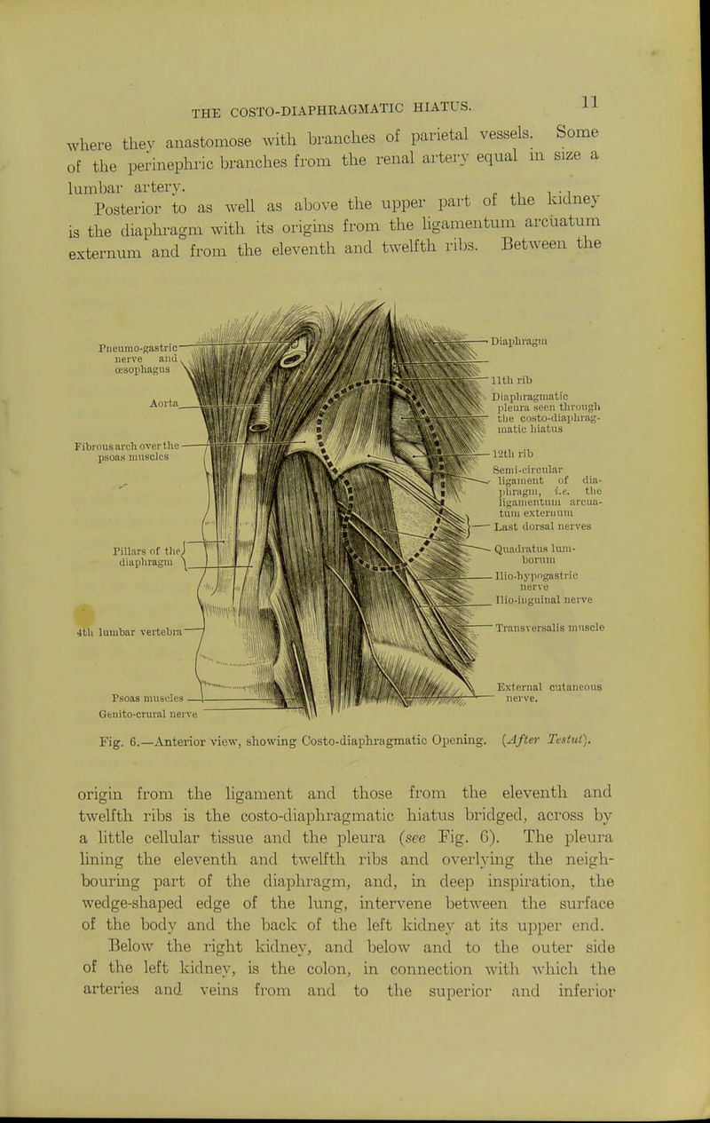 THE COSTO-DIAPHEAGMATIC HIATUS. H where thev anastomose with branches of panetal vessels. Some of the perinephric branches from the renal artery equal m size a lumbar artery. Posterior to as well as above the upper part of the kidney is the diaphragm with its origins from the hgamentum arcuatum externum and from the eleventh and twelfth ribs. Between the Pneumo-gastric nerve and oesophagus Aorta Fibrous arch over the psoas muscles Pillars of the, diaphragm •1th lumbar vertebra Psoas muscles Genito-crural ner-\ e Diaphragm 11th rib Diaphragmatic jileura seen through the costo-diaphrag- inatic hiatus 12th rib Semi-circular ligament of dia- jdjragm, i.e. the liganientum arcua- tum externum Last dorsal nerves Quadratus lum- borum ■ llio-hypogastrio nerve Ilio-inguinal nerve Transversalis muscle External cutaneous nerve. Fig. 6.—Anterior view, showing Costo-diaphragmatic Opening. {After Testut). origin from the ligament and those from the eleventh and twelfth ribs is the costo-diaphragmatic hiatus bridged, aci'oss by a little cellular tissue and the pleura (see Fig. G). The pleura lining the eleventh and twelfth ribs and overlying the neigh- bouring part of the diaphragm, and, in deep inspiration, the wedge-shaped edge of the lung, intervene between the surface of the body and the back of the left kidne}' at its upper end. Below the right kidney, and below and to the outer side of the left kidney, is the colon, in connection with which the arteries and veins from and to the superior and inferior