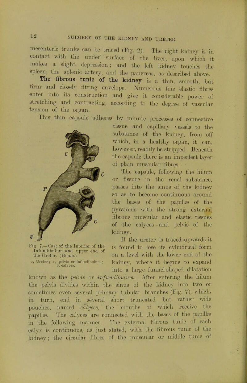 mesenteric trunks can be traced fFig. 2). The right kidney is in contact with the under surface of the liver, upon which it makes a shght depression; and the left Icidney touches the spleen, the splenic artery, and the pancreas, as described above. The fibrous tunic of the kidney is a thin, smooth, but firm- and closely litting envelope. Numerous fine elastic fibres enter into its construction and give it considerable power of stretchuig and contracting, according to the degree of vascular tension of the organ. This thin capsule adheres by minute processes of connective tissue and capillary vessels to the substance of the kidney, from oft which, in a healthy organ, it can, however, readily be stripped. Beneath the capsule there is an imperfect layer of plain muscular filjres. • The capsule, following the hilum 01 fissure in the i-enal substance, passes into the smus of the kidney so as to become continuous around the bases of the paiDillae of the pyi'amids with the strong external fibi'ous muscular and elastic tissues of the cal}'ces • and pelvis of the kidney. If the uretei is traced upwards it is found to lose its cylindrical form on a level with the lower end of the kidne}-, ^\iiere it begins to expand into a large funnel-shaped dilatation known as the 2Je?ms or infundibuluvi. Aftei- entering the hilum the pelvis divides ■\\-ithin the sinus of the kidney into two or sometimes even several primary tubular branches (Fig. 7), ■v^'hich, in turn, end in seA'eral short truncated but rather wide pouches, named calyces, the mouths of Avhich receive the papillae. The calyces are connected v.-\t\\ the bases of the papilloe in the following manner. The external fibrous tunic of each calyx is continuous, as just stated, with the fibrous tunic of the kidney; the circular fibres of the muscular or middle tunic of FiS'. 7.—Cast of the Inleiior of the Infundibulum and upper end of the Ureter. (Henle.) u, Ureter ; p, pelvis or infuiulibiiluiii; c, calyces.