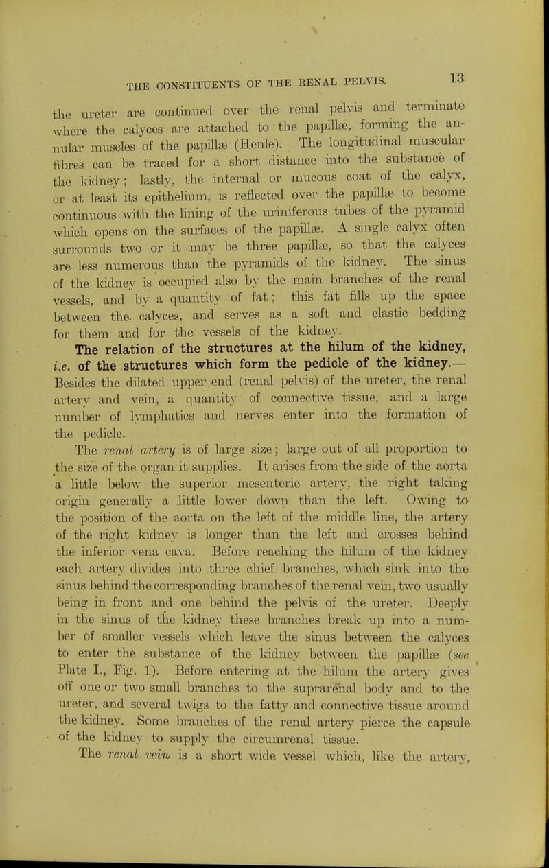 the ureter are continued over the renal pelvis and terminate where the calyces are attached to the papillae, forranig the an- nular muscles of the papillae (Henle). The longitudmal muscular fibres can be traced for a short distance into the substance of the kidney; lastly, the internal or mucous coat of the calyx, or at least its epithelium, is reflected over the papillae to become continuous with the lining of the uriniferous tubes of the pyramid which opens on the surfaces of the papillae. A single calyx often surrounds two or it may be three papillae, so that the cahxes are less numerous than the pyramids of the kidney. The smus of the kidney is occupied also by the main branches of the renal vessels, and by a quantity of fat; this fat fills up the space between the. calyces, and serves as a soft and elastic bedding for them and for the vessels of the kidney. The relation of the structures at the hilum of the kidney, i.e. of the structures which form the pedicle of the kidney.— Besides the dilated upper end (renal pelvis) of the ureter, the renal artery and vein, a quantity of connective tissue, and a large number of lymphatics and nerves enter into the formation of the pedicle. The renal artery is of large size; large out of all proportion to the size of the organ it supplies. It arises fi'om the side of the aorta a little below the superior mesenteric artery, the right taking origin generally a Jittle lower down than the left. Owing to the position of the aorta on the left of the middle line, the artery of the right kidney is longer than the left and crosses behind the inferior vena cava. Befoie reaching the hilum of the kidney each artery divides into three chief branches, which suik into the sinus behind the corresponding bi-anches of the renal vem, two usually being in fi'ont and one behind the pelvis of the ureter. Deeply in the sinus of the kidney these branches break up into a num- ber of smaller vessels which leave the sinus between the calyces to enter the substance of the kidney between the papillae (see Plate I., Fig. 1). Before entering at the hilum the artery gives oft' one or two small branches to the suprarenal body and to the ureter, and several twigs to the fatty and connective tissue around the kidney. Some branches of the renal artery pierce the capsule of the kidney to supply the circumrenal tissue. The renal vein is a short wide vessel which, like the arterv.