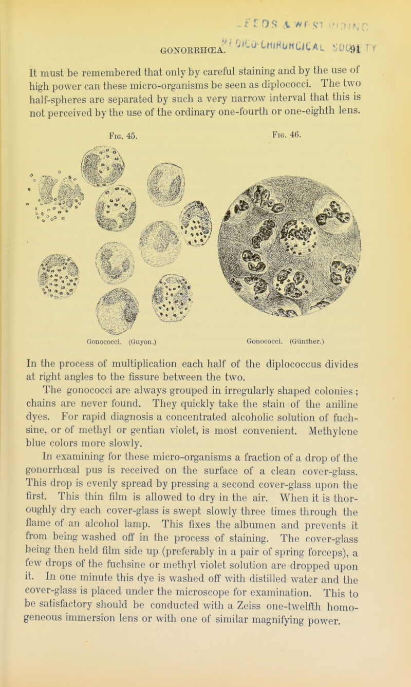 It must be remembered that only by careful staining and by the use of high power can these micro-organisms be seen as diplococci. The two half-spheres are separated by such a very narrow interval that this is not perceived by the use of the ordinary one-fourth or one-eighth lens. Fig. 45. Fig. 46. Gonococci. (Guyon.) Gonococci. (Giinther.) In the process of multiplication each half of the diplococcus divides at right angles to the fissure between the two. The gonococci are always grouped in irregularly shaped colonies ; chains are never found. They quickly take the stain of the aniline dyes. For rapid diagnosis a concentrated alcoholic solution of fuch- sine, or of methyl or gentian violet, is most convenient. Methylene blue colors more slowly. In examining for these micro-organisms a fraction of a drop of the gonorrhoeal pus is received on the surface of a clean cover-glass. This drop is evenly spread by pressing a second cover-glass upon the first. This thin film is allowed to dry in the air. When it is thor- oughly dry each cover-glass is swept slowly three times through the flame of an alcohol lamp. This fixes the albumen and prevents it from being washed off in the process of staining. The cover-glass being then held film side up (preferably in a pair of spring forceps), a few drops of the fuchsine or methyl violet solution are dropped upon it. In one minute this dye is washed off with distilled water and the cover-glass is placed under the microscope for examination. This to be satisfactory should be conducted with a Zeiss one-twelfth homo- geneous immersion lens or with one of similar magnifying power.