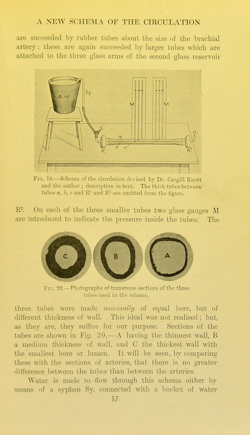 are succeeded by rubber tubes about the size of the brachial artery: these are again succeeded by larger tubes which are attached to the tliree glass arms of the second glass reservoir Fig. 19.—Schema of the circulation devised by Dr. Cai'gill Knott and the author ; description in text. The thick tubes between tubes a, h, c and and R- are omitted from the figure. E-. On each of the three smaller tubes two glass gauges M are introduced to indicate the pressure inside the tubes. The Fro. 20.—-Photographs of transverse sections of tlic three tubes used in the scheme. three tubes were made nomi'iicdly of equal Ijore, but of different tliickness of wall. Tliis ideal was not realised ; but, as they are, they suffice for our purpose. Sections of the tubes are shown in Fig. 20,—A having the thinnest wall, B a medium thickness of wall, and C the thickest wall with the smallest bore or lumen. It will be seen, by comparing these with the sections of arteries, that there is no greater difi'ereuce Ijetween the tubes than between the arteries; Water is made to flow through this schema either by means of a syphon Sy. connected with a Iniclcet of water