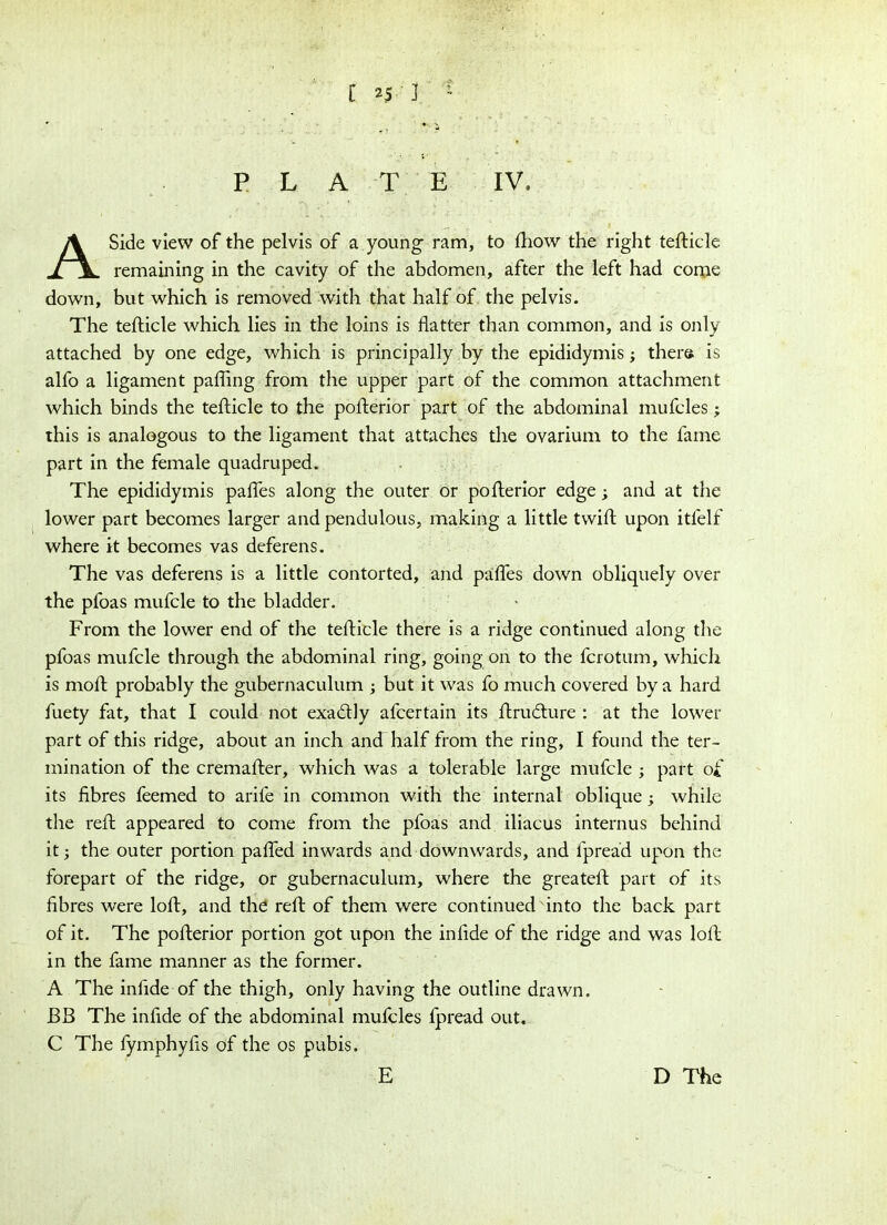PLATE IV. ASide view of the pelvis of a young- ram, to fhow the right tefticle remaining in the cavity of the abdomen, after the left had come down, but which is removed with that half of the pelvis. The tefticle which lies in the loins is flatter than common, and is only attached by one edge, which is principally by the epididymis; there is alfo a ligament pafling from the upper part of the common attachment which binds the tefticle to the pofterior part of the abdominal mufcles; this is analogous to the ligament that attaches the ovarium to the fame part in the female quadruped. The epididymis pafles along the outer or pofterior edge ; and at the lower part becomes larger and pendulous, making a little tvvift upon itfelf where it becomes vas deferens. The vas deferens is a little contorted, and pafles down obliquely over the pfoas mufcle to the bladder. From the lower end of the tefticle there is a ridge continued along the pfoas mufcle through the abdominal ring, going on to the fcrotum, which is moft probably the gubernaculum ; but it was fo much covered by a hard fuety fat, that I could not exadtly afcertain its ftrudture : at the lower part of this ridge, about an inch and half from the ring, I found the ter- mination of the cremafter, which was a tolerable large mufcle ; part of its fibres feemed to arife in common with the internal oblique; while the reft appeared to come from the pfoas and iliacus internus behind it; the outer portion pafled inwards and downwards, and fpread upon the forepart of the ridge, or gubernaculum, where the greateft part of its fibres were loft, and the reft of them were continued into the back part of it. The pofterior portion got upon the infide of the ridge and was loft in the fame manner as the former. A The infide of the thigh, only having the outline drawn. BB The infide of the abdominal mufcles fpread out. C The fymphyfis of the os pubis. E D The