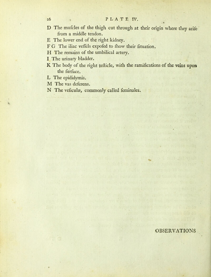 D The mufcles of the thigh cut through at their origin where they arife from a middle tendon. E The lower end of the right kidney. F G The iliac veffels expofed to fhow their fituation. H The remains of the umbilical artery. I The urinary bladder. K The body of the right tefticle, with the ramifications of the veins upon the furface. L The epididymis. M The vas deferens. N The veficulae, commonly called feminales. OBSERVATIONS