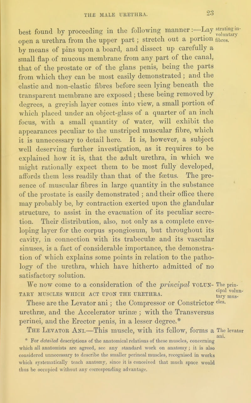 best found by proceeding in the following manner:—Lay ^jj1 open a urethra from the upper part; stretch out a portion gbres. by means of pins upon a board, and dissect up carefully a small flap of mucous membrane from any part of the canal, that of the prostate or of the glans penis, being the parts from which they can be most easily demonstrated ; and the elastic and non-elastic fibres before seen lying beneath the transparent membrane are exposed ; these being removed by degrees, a greyish layer comes into view, a small portion of which placed under an object-glass of a quarter of an inch focus, with a small quantity of water, will exhibit the appearances peculiar to the unstriped muscular fibre, which it is unnecessary to detail here. It is, however, a subject well deserving further investigation, as it requires to be explained how it is, that the adult urethra, in which we might rationally expect them to be most fully developed, affords them less readily than that of the foetus. The pre- sence of muscular fibres in large quantity in the substance of the prostate is easily demonstrated ; and their office there may probably be, by contraction exerted upon the glandular structure, to assist in the evacuation of its peculiar secre- tion. Their distribution, also, not only as a complete enve- loping layer for the corpus spongiosum, but throughout its cavity, in connection with its trabecular and its vascular sinuses, is a fact of considerable importance, the demonstra- tion of which explains some points in relation to the patho- logy of the urethra, which have hitherto admitted of no satisfactory solution. We now come to a consideration of the principal volun- The prin- cipal volun- TARY MUSCLES WHICH ACT UPON THE URETHRA. t<a,y mus. These are the Levator ani; the Compressor or Constrictor cles- urethrae, and the Accelerator urinre ; with the Transversus perinei, and the Erector penis, in a lesser degree.* The Levator Ani.—This muscle, with its fellow, forms a The levator ani. * For detailed descriptions of the anatomical relations of these muscles, concerning which all anatomists are agreed, see any standard work on anatomy; it is cilso considered unnecessary to describe the smaller perineal muscles, recognised in works which systematically teach anatomy, since it is conceived that much space would thus be occupied without any corresponding advantage.