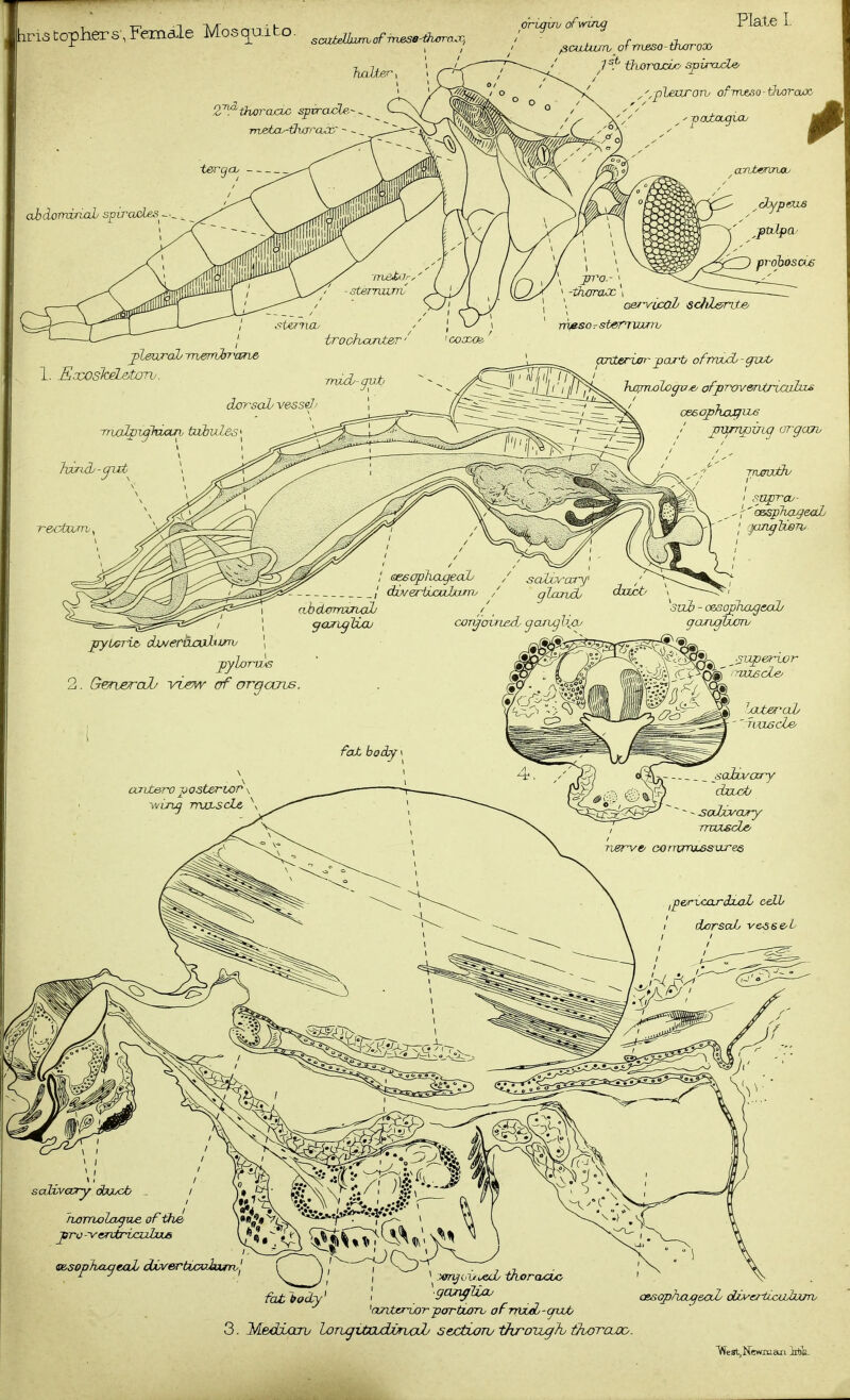 tophers,Female Mosc^aito. 2'^'^ Ihorcucuc spvrcucLe,-^ ^ Plate I. ^duUuw ofrnjeso-tkarooo 1^^' t^uoroucijo spiracle ^^.pleuToru ofrrueyso-tlwraoo ^■■vautougui/ It pleural/ rrvemir'ane 1. SxoslceLelorL'. dor-sol/ vessd rryalpujhicuv tubules trochcmt&r ■' ' oox/^ -mid^-ijuti Qsr^ifiOL •schl&nte/ m^soTsternanv OTXterijar parb ofTrwdj-gwO }wjnx)logv^ ofprovenXruxiubj^ ophxgu^ jmrnpmg orgajh TtwwtJv ap-rou- I lazifflzen/ salivary dbix/ct/ _ hoTnola^iie of the j}ro -venirijcuhuuB fat'body 'omterwrparturru of-rnxoL-gvub 3. Medxaru l^TzgitcucbOrwui sectioTv throixgh thxyraxo. ■qp?iax^&aL obu^erticLblxxjrh West.Newxuari Ma.