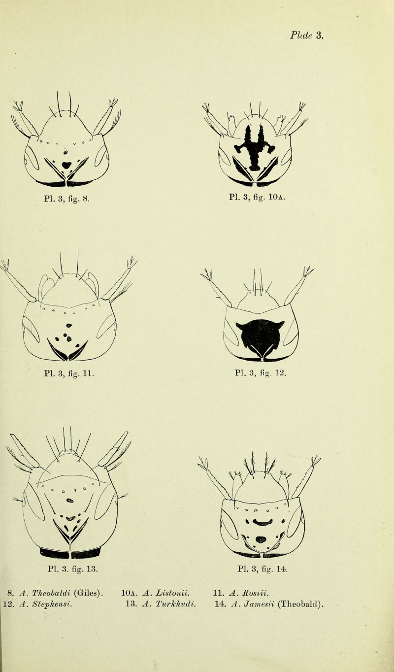 PI. 3. fig. 13. PJ. 3, fig. 14, 8. A. TTieolaldi (Giles). 10a. A. Listonii. 11. A. Rossii. 12. A. Stej^Jiensi. 13. A. Ttirkhiicli. 14. A. Jamesii (Theobald).