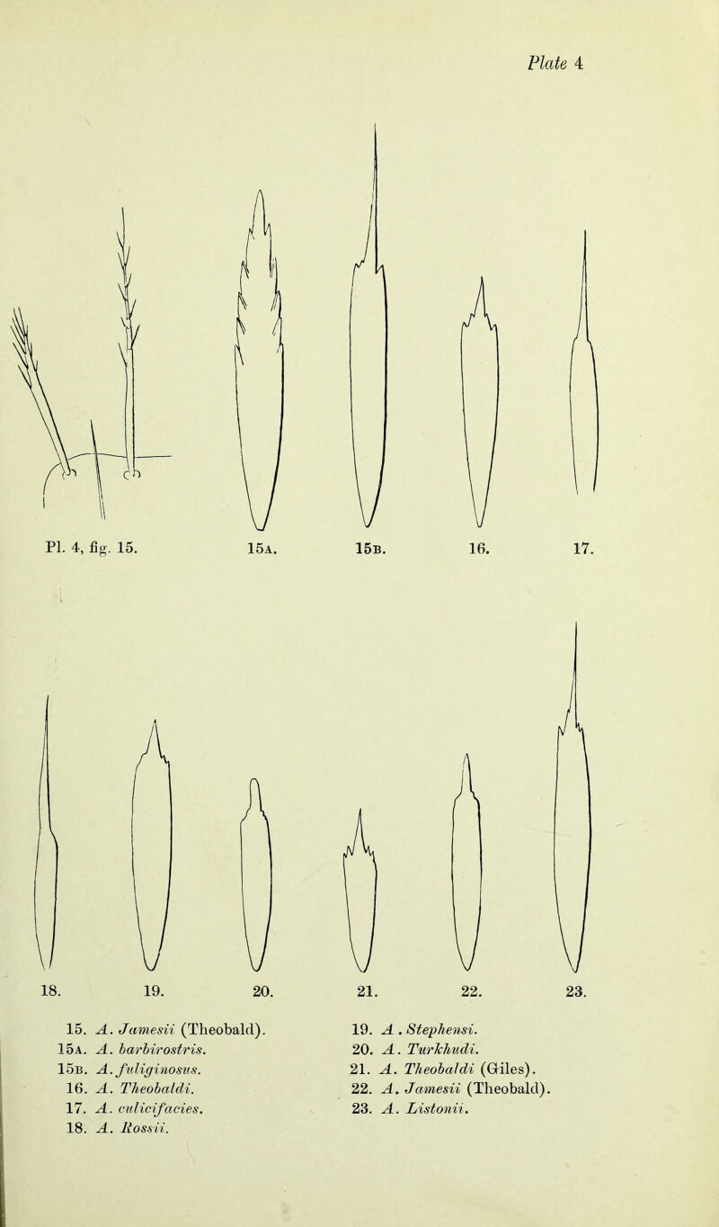 PI. 4, fig. 15. 15a. 15b. 17. A \ 20. 23. 15, A. Jamesii (Theobald). 15a. a. harhirostris. 15b. a. fuliginosns. IQ. A. Theohaldi. 17. A. culicifacies. 18. A. liossii. 19. A . Stephensi. 20. A. TurMudi. 21. A. Theohaldi (Giles). 22. A. Jamesii (Theobald). 23. A. Listonii.