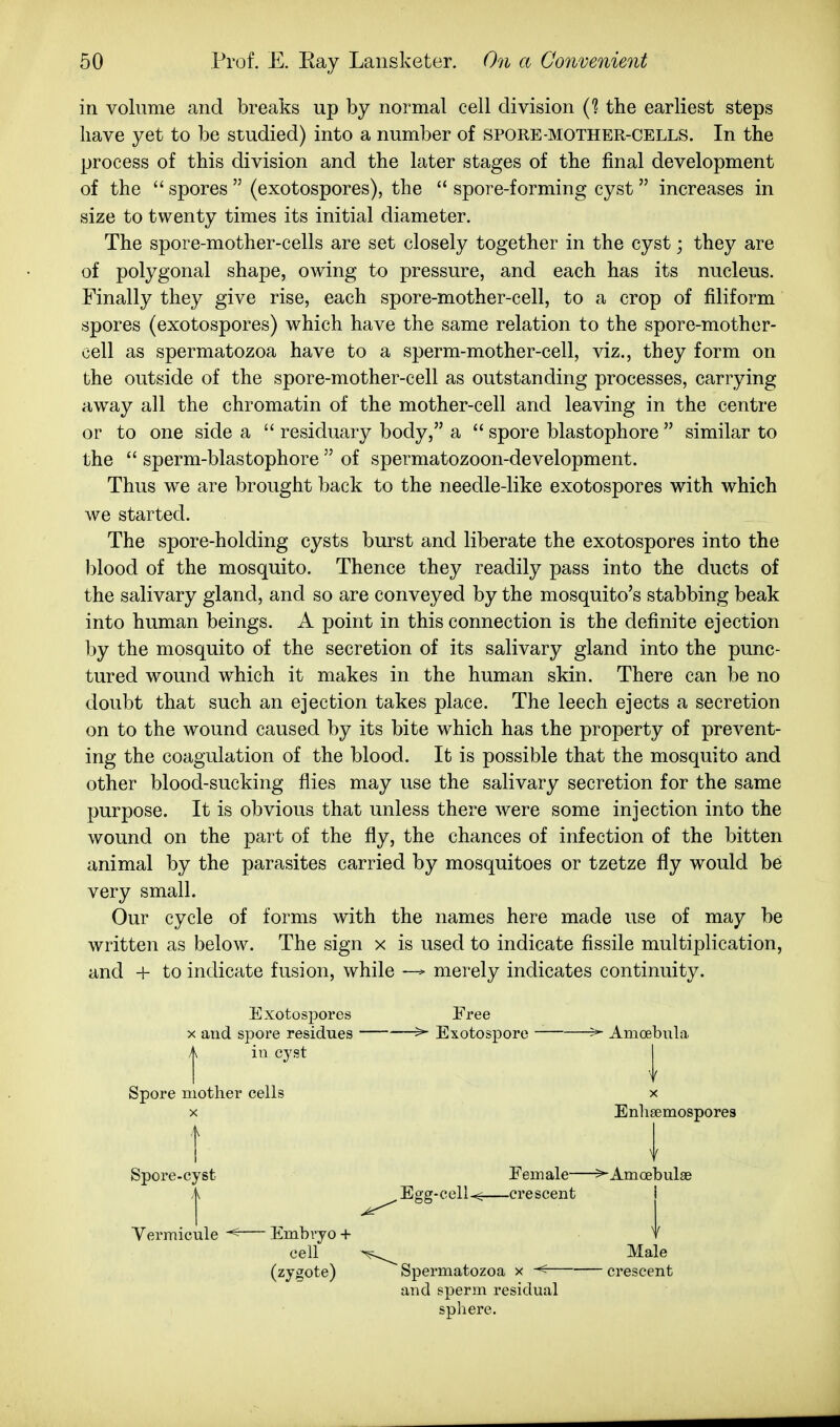 in volume and breaks up by normal cell division {1 the earliest steps have yet to be studied) into a number of spore-mother-cells. In the process of this division and the later stages of the final development of the  spores  (exotospores), the  spore-forming cyst  increases in size to twenty times its initial diameter. The spore-mother-cells are set closely together in the cyst; they are of polygonal shape, owing to pressure, and each has its nucleus. Finally they give rise, each spore-mother-cell, to a crop of filiform spores (exotospores) which have the same relation to the spore-mother- cell as spermatozoa have to a sperm-mother-cell, viz., they form on the outside of the spore-mother-cell as outstanding processes, carrying away all the chromatin of the mother-cell and leaving in the centre or to one side a  residuary body, a  spore blastophore  similar to the  sperm-blastophore  of spermatozoon-development. Thus we are brought back to the needle-like exotospores with which we started. The spore-holding cysts burst and liberate the exotospores into the blood of the mosquito. Thence they readily pass into the ducts of the salivary gland, and so are conveyed by the mosquito's stabbing beak into human beings. A point in this connection is the definite ejection hy the mosquito of the secretion of its salivary gland into the punc- tured wound which it makes in the human skin. There can be no doubt that such an ejection takes place. The leech ejects a secretion on to the wound caused by its bite which has the property of prevent- ing the coagulation of the blood. It is possible that the mosquito and other blood-sucking flies may use the salivary secretion for the same purpose. It is obvious that unless there were some injection into the wound on the part of the fly, the chances of infection of the bitten animal by the parasites carried by mosquitoes or tzetze fly would be very small. Our cycle of forms with the names here made use of may be written as below. The sign x is used to indicate fissile multiplication, and -h to indicate fusion, while merely indicates continuity. Exotospores X and spore residues A in cyst Free >• Exotospore ^ Amoebnla Spore mother cells X Enlisemospores X Spore-cyst Female >Amoebulae Vermicule cell (zygote) Embryo + and sperm residual sphere.