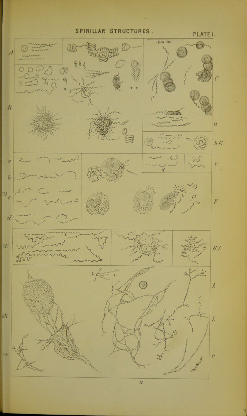 SPIRILLAR STRUCTURES.