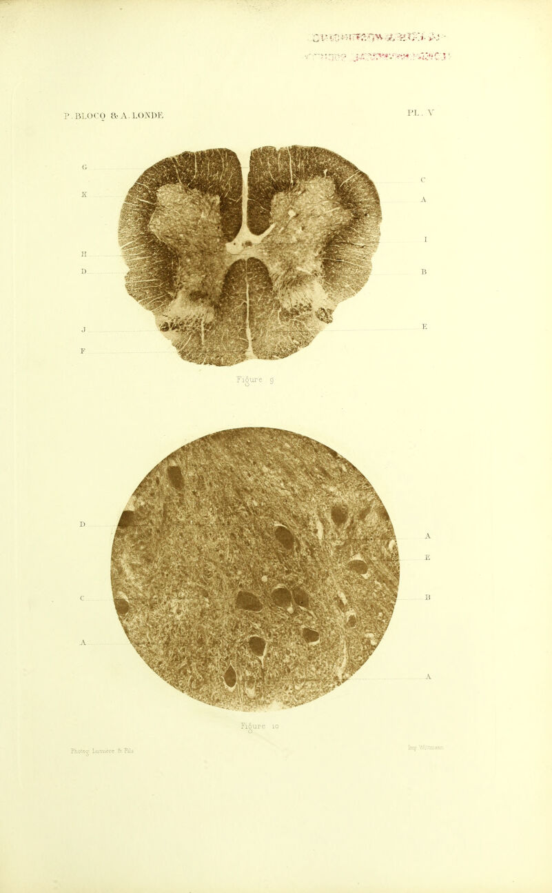 P.BLOCO a-A.LO]\W. Fiôur'e d 1^ ^