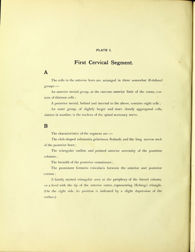 First Cervical Segment. A The cells in the anterior horn are arranged in three somewhat ill-defined groups :— An anterior mesial group, at the extreme anterior limit of the cornu, con- sists of thirteen cells ; A posterior mesial, behind and internal to the above, contains eight cells ; An outer group, of slightly larger and more closely aggregated cells, sixteen in number, is the nucleus of the spinal accessory nerve. B The characteristics of the segment are :— The club-shaped substantia gelatinosa Rolandi, and the long narrow neck of the posterior horn ; The triangular outline and pointed anterior extremity of the posterior columns ; The breadth of the posterior commissure ; The prominent formatio reticularis between the anterior and posterior cornua ; A faintly stained triangular area at the periphery of the lateral column, on a level with the tip of the anterior cornu, representing Helweg's triangle. (On the right side, its position is indicated by a slight depression of the surface.)