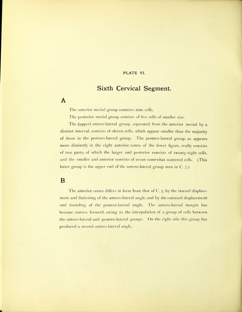 Sixth Cervical Segment. A The anterior mesial group contains nine cells. The posterior mesial group consists of five cells of smaller size. The (upper) antero-lateral group, separated from the anterior mesial by a distinct interval, consists of eleven cells, which appear smaller than the majority of those in the postero-lateral group. The postero-lateral group, as appears more distinctly in the right anterior cornu of the lower figure, really consists of two parts, of which the larger and posterior consists of twenty-eight cells, and the smaller and anterior consists of seven somewhat scattered cells. (This latter group is the upper end of the antero-lateral group seen in C. 7.) B The anterior cornu differs in form from that of C. 5, by the inward displace- ment and flattening of the antero-lateral angle, and by the outward displacement and rounding of the postero-lateral angle. The antero-lateral margin has become convex forward, owing to the interpolation of a group of cells between the antero-lateral and postero-lateral croups. On the right side this group has produced a second antero-lateral angle.