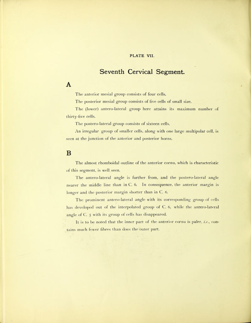 Seventh Cervical Segment. A The anterior mesial group consists of four cells. The posterior mesial group consists of five cells of small size. The (lower) antero-lateral group here attains its maximum number of thirty-five cells. Tlie postero-lateral group consists of sixteen cells. An irregular group of smaller cells, along with one large multipolar cell, is seen at the junction of the anterior and posterior horns. B The almost rhomboidal outline of the anterior cornu, which is characteristic of this segment, is well seen. The antero-lateral angle is further from, and the postero-lateral angle nearer the middle line than in C. 6. In consequence, the anterior margin is longer and the posterior margin shorter than in C. 6. The prominent antero-lateral angle with its corresponding group of cells has developed out of the interpolated group of C. 6, while the antero-lateral angle of C. 5 with its group of cells has disappeared. It is to be noted that the inner part of the anterior cornu is paler, i.e., con- tains much fewer fibres than does the outer part.
