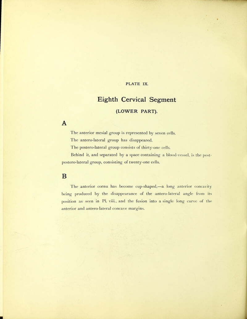 Eighth Cervical Segment (LOWER PART). A The anterior mesial group is represented by seven cells. The antero-lateral group has disappeared. The postero-lateral group consists of thirty-one cells. Behind it, and separated by a space containing a blood-vessel, is the post- postero-lateral group, consisting of twenty-one cells. B The anterior cornu has become cup-shaped,—a long anterior concavity being produced by the disappearance of the antero-lateral angle from its position as seen in PI. viii., and the fusion into a single long curve of the anterior and antero-lateral concave margins.