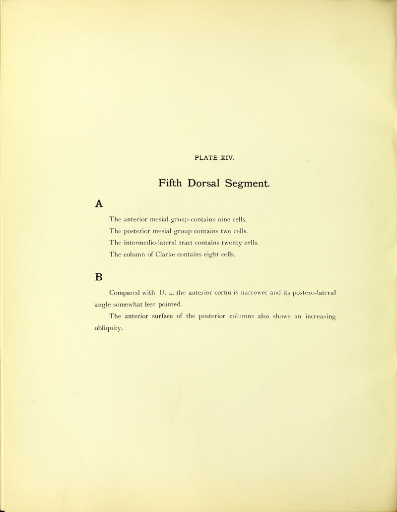 Fifth Dorsal Segment. The anterior mesial group contains nine cells. The posterior mesial group contains two cells. The intermedio-lateral tract contains twenty cells. The column of Clarke contains eisfht cells. B Compared with I). 4, the anterior cornu is narrower and its postero-lateral angle somewhat less pointed. The anterior surface of the posterior columns also shows an increasing obliquity.
