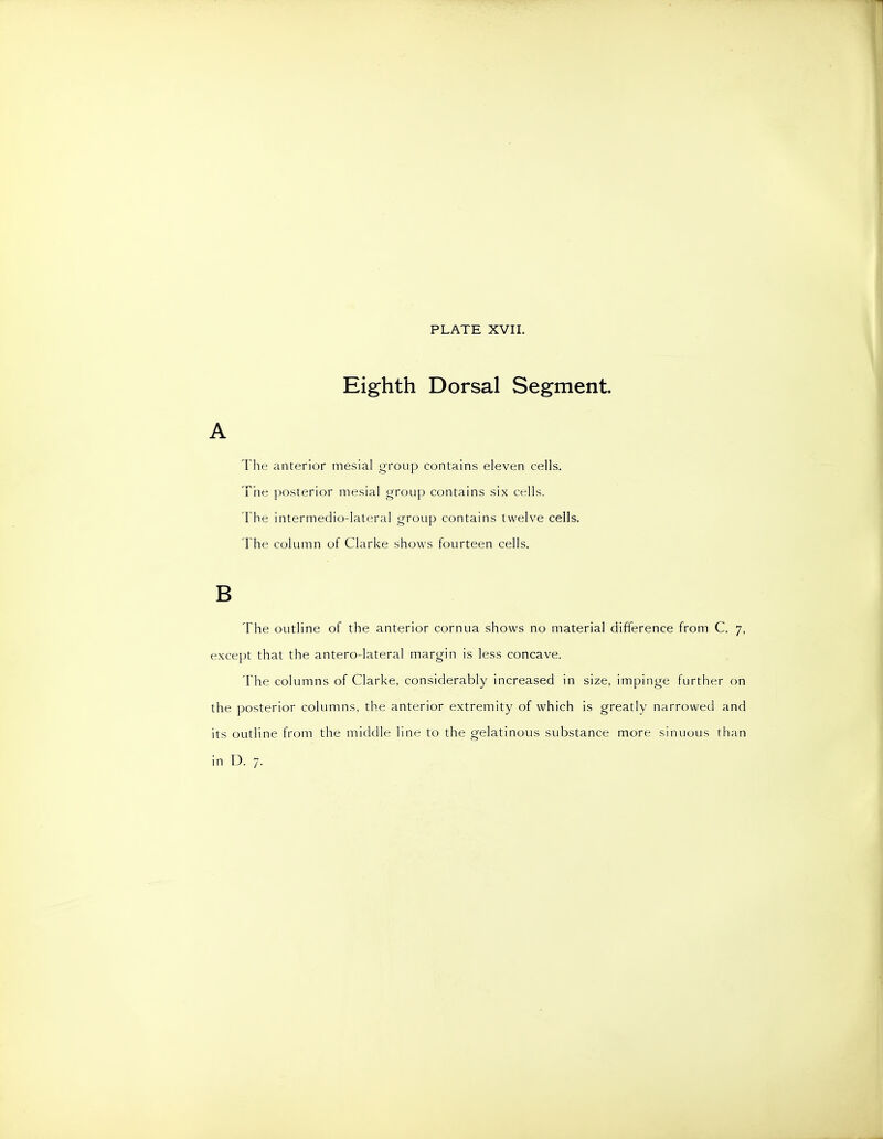 Eighth Dorsal Segment. The anterior mesial group contains eleven cells. The posterior mesial group contains six cells. The intermedio-lateral group contains twelve cells. The column of Clarke shows fourteen cells. B The outline of the anterior cornua shows no material difference from C. 7, except that the antero-lateral margin is less concave. The columns of Clarke, considerably increased in size, impinge further on the posterior columns, the anterior extremity of which is greatly narrowed and its outline from the middle line to the gelatinous substance more sinuous than in D. 7.