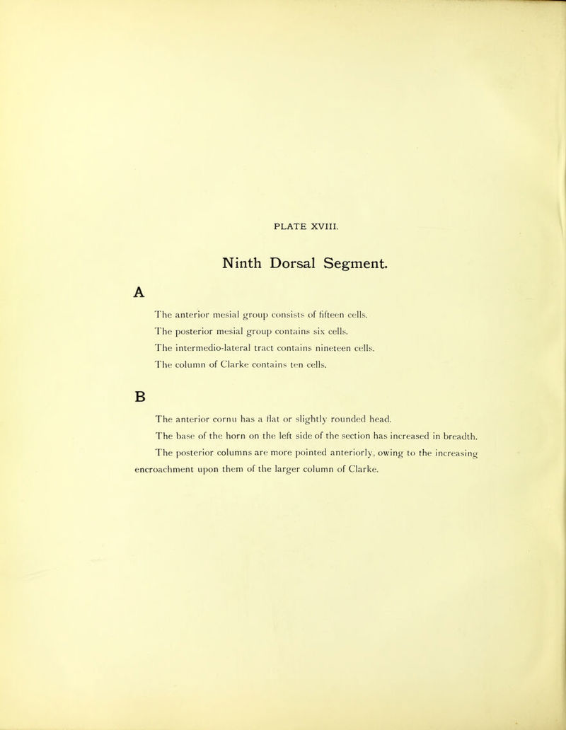 Ninth Dorsal Segment. The anterior mesial group consists of fifteen cells. The posterior mesial group contains six ceils. The intermedio-lateral tract contains nineteen cells. The colimin of Clarke contains ten cells. The anterior cornu has a Hat or slightly rounded head. The base of the horn on the left side of the section has increased in breadth. The posterior columns are more pointed anteriorly, owing to the increasing encroachment upon them of the larger column of Clarke.