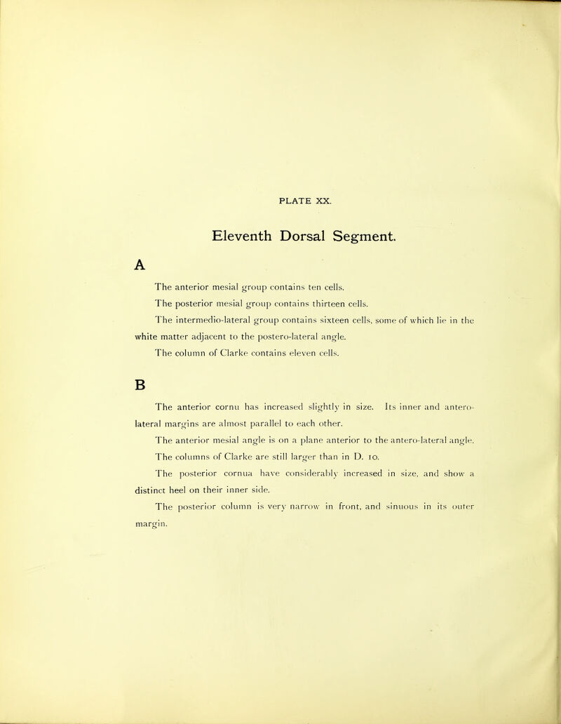 Eleventh Dorsal Segment. A The anterior mesial group contains ten cells. The posterior mesial group contains thirteen cells. The intermedio-lateral group contains sixteen cells, some of which lie in the white matter adjacent to the postero-lateral angle. The column of Clarke contains eleven cells. B The anterior cornu has increased slightly in size. Its inner and antero- lateral margins are almost parallel to each other. The anterior mesial angle is on a plane anterior to the antero-lateral angle. The columns of Clarke are still larger than in D. lo. The posterior cornua have considerably increased in size, and show a distinct heel on their inner side. The posterior coliunn is very narrow in front, and sinuous in its outer margin.