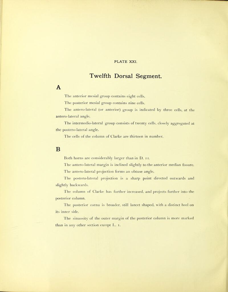 Twelfth Dorsal Segment A The anterior mesial group contains eight cells. The posterior mesial group contains nine cells. The antero-lateral (or anterior) group is indicated by three cells, at the antero-lateral angle. The intermedio-lateral group consists of twenty cells, closely aggregated at the postero-lateral angle. The cells of the column of Clarke are thirteen in number. B Both horns are considerabl)- larger than in D. 11. The antero-lateral margin is inclined slightly to the anterior median fissure. The antero-lateral projection forms an obtuse angle. The postero-lateral projection is a sharp point directed outwards and slightly backwards. The column of Clarke has further increased, and projects further into the posterior column. The posterior cornu is broader, still lancet shaped, with a distinct heel on its inner side. The sinuositN' of the outer margin of the posterior column is more marked than in any other section except L. i.