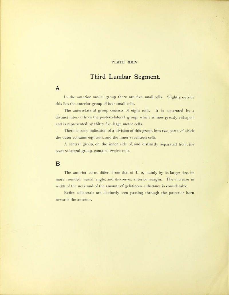 Third Lumbar Segment. A In the anterior mesial group there are five small cells. Slightly outside this lies the anterior group of four small cells. The antero-lateral group consists of eight cells. It is separated by a distinct interval from the postero-lateral group, which is now greatly enlarged, and is represented by thirty-five large motor cells. There is some indication of a division of this group into two parts, of which the outer contains eighteen, and the inner seventeen cells. A central group, on the inner side of, and distinctly separated from, the postero-lateral group, contains twelve cells. B The anterior cornu differs from that of L. 2, mainly by its larger size, its more rounded mesial angle, and its convex anterior margin. The increase in width of the neck and of the amount of gelatinous substance is considerable. Reflex collaterals are distinctly seen passing through the posterior horn towards the anterior.