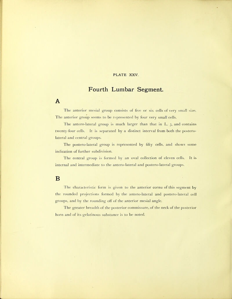 Fourth Lumbar Segment. A The anter*R)r mesial group consists of five or six cells of very small size. The anterior group seems to be re])resented by four very small cells. The antero-lateral group is much larger than that in L. 3, and contains twenty-four cells. It is separated b)- a distinct interval from both the postero- lateral and central groups. The postero-lateral group is represented by fifty cells, and shows some indication of further subdivision. The central group is formed b)- an oval collection of eleven cells. It is internal and intermediate to the antero-lateral and postero-lateral groups. B The characteristic form is given to the anterior cornu of this segment by the rounded projections formed by the antero-lateral and postero-lateral cell groups, and hy the rounding off of the anterior mesial angle. 7 he greater breadth of the posterior commissure, of the neck of the posterior horn and of its gelatinous substance is to be noted.