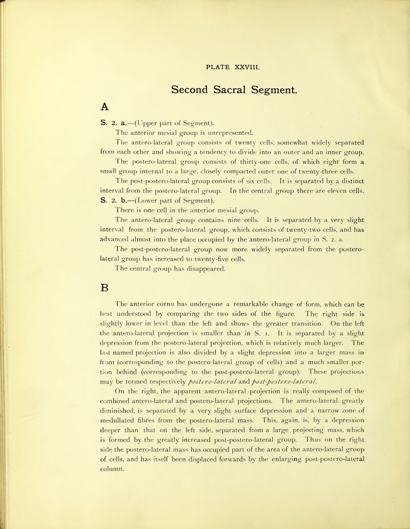 Second Sacral Segment. A S. 2. a.—(Upper part of Segment). The anterior mesial group is unrepresented. The antero-lateral group consists of twent)- ceUs, somewhat widely separated from each other and showing a tendency to divide into an outer and an inner group. The postero-lateral group consists of thirty-one cells, of which eight form a small group internal to a large, closely compacted outer one of twenty-three cells. The post-postero-lateral group consists of six cells. It is separated by a distinct interval from the postero-lateral group. In the central group there are eleven cells. S. 2. b.—(Lower part of Segment). There is one cell in the anterior mesial group. The antero-lateral group contains nine cells. It is separated by a very slight interval from the postero-lateral group, which consists of twenty-two cells, and has advanced almost into the place occupied by the antero-lateral group in S. 2. a. The post-postero-lateral group now more widely separated from the postero- lateral group has increased to twenty-five cells. The central group has disappeared. B The anterior cornu has undergone a remarkable change of form, which can be best understood by comparing the two sides of the figure. The right side is slightly lower in level than the left and shows the greater transition. On the left the antero-lateral projection is smaller than in S. i. It is separated by a slight depression from the postero-lateral projection, which is relatively much larger. The last named projection is also divided by a slight depression into a larger mass in front (corresponding to the postero-lateral group of cells) and a much smaller por- tion behind (corresponding to the post-postero-lateral group). These projections may be termed respectively postero-lateral and post-postero-lateral. On the right, the apparent antero-lateral projection is really composed of the combined antero-lateral and postero-lateral projections. The antero-lateral, greatly diminished, is separated by a very slight surface depression and a narrow zone of medullated fibres from the postero-lateral mass. This, again, is, by a depression deeper than that on the left side, separated from a large projecting mass, which is formed by the greatly increased post-postero-lateral group. Thus on the right side the postero-lateral mass has occupied part of the area of the antero-lateral group of cells, and has itself been displaced forwards by the enlarging post-postero-lateral column.